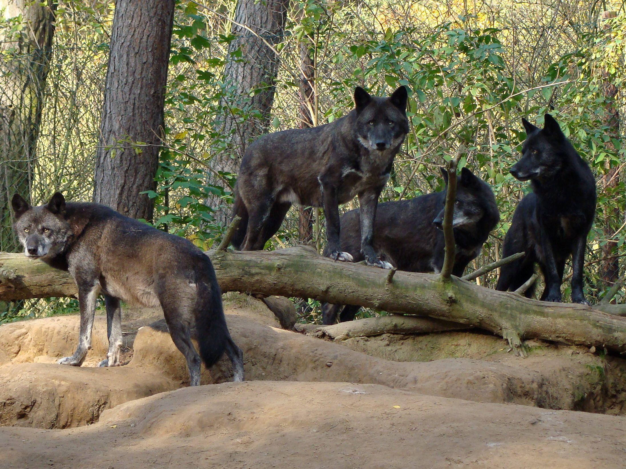 Pack of Dark Wolf, dark fur, sunlit forest, Full HD Desktop Wallpaper