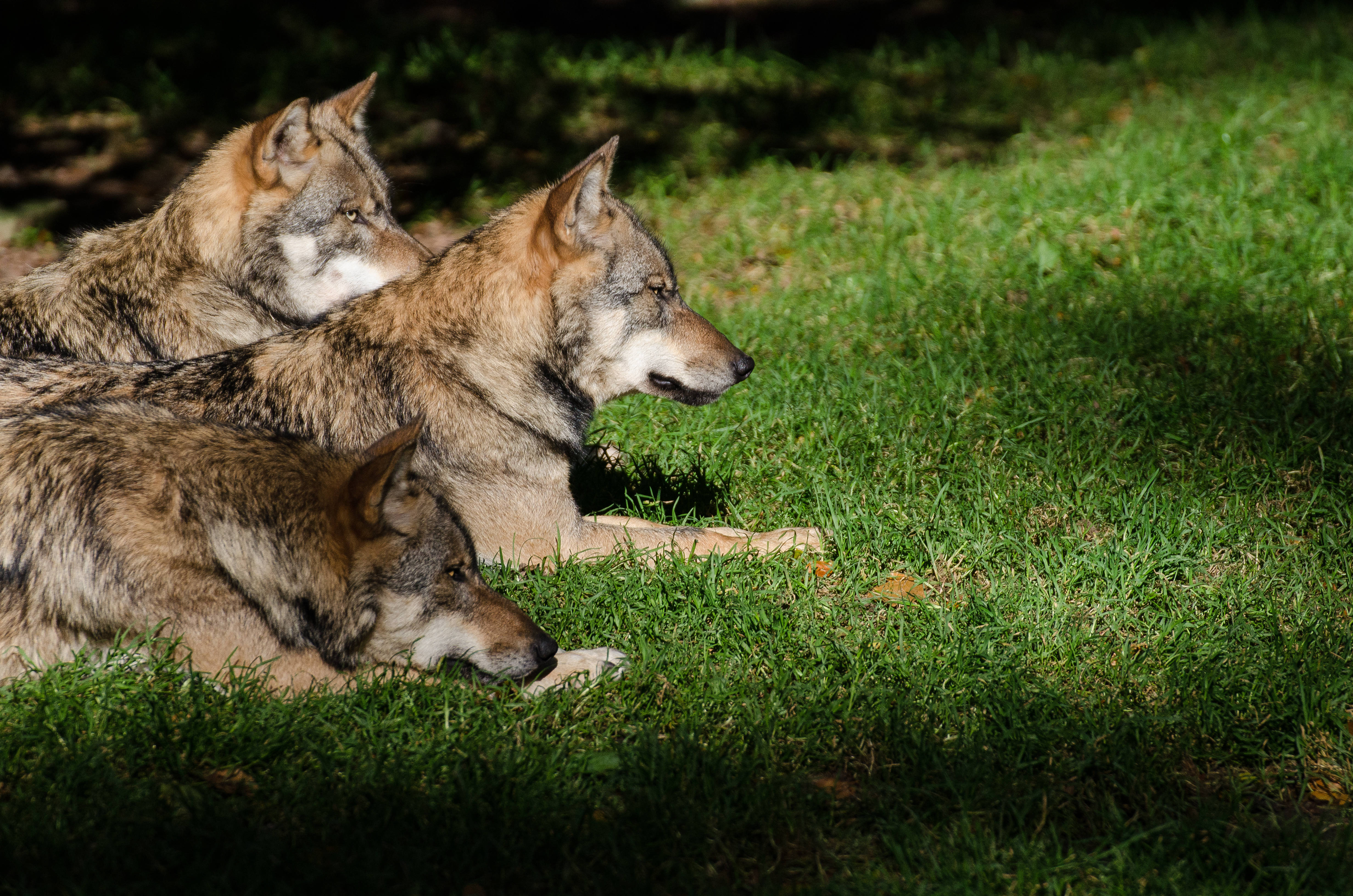 Wolf Pack, 4K Ultra HD, sunlit green grass, 4K Desktop Wallpaper