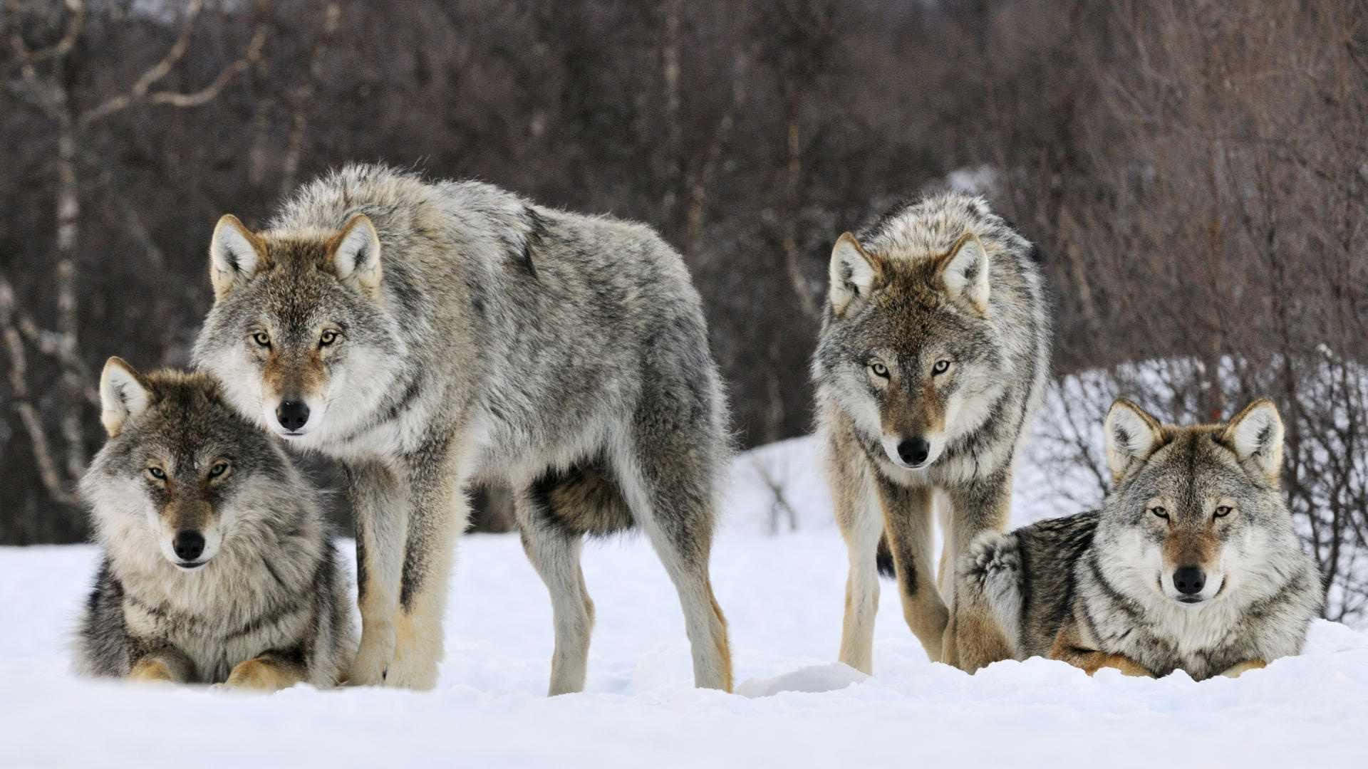 wolf pack, gray fur, deep snow, Full HD Desktop Wallpaper