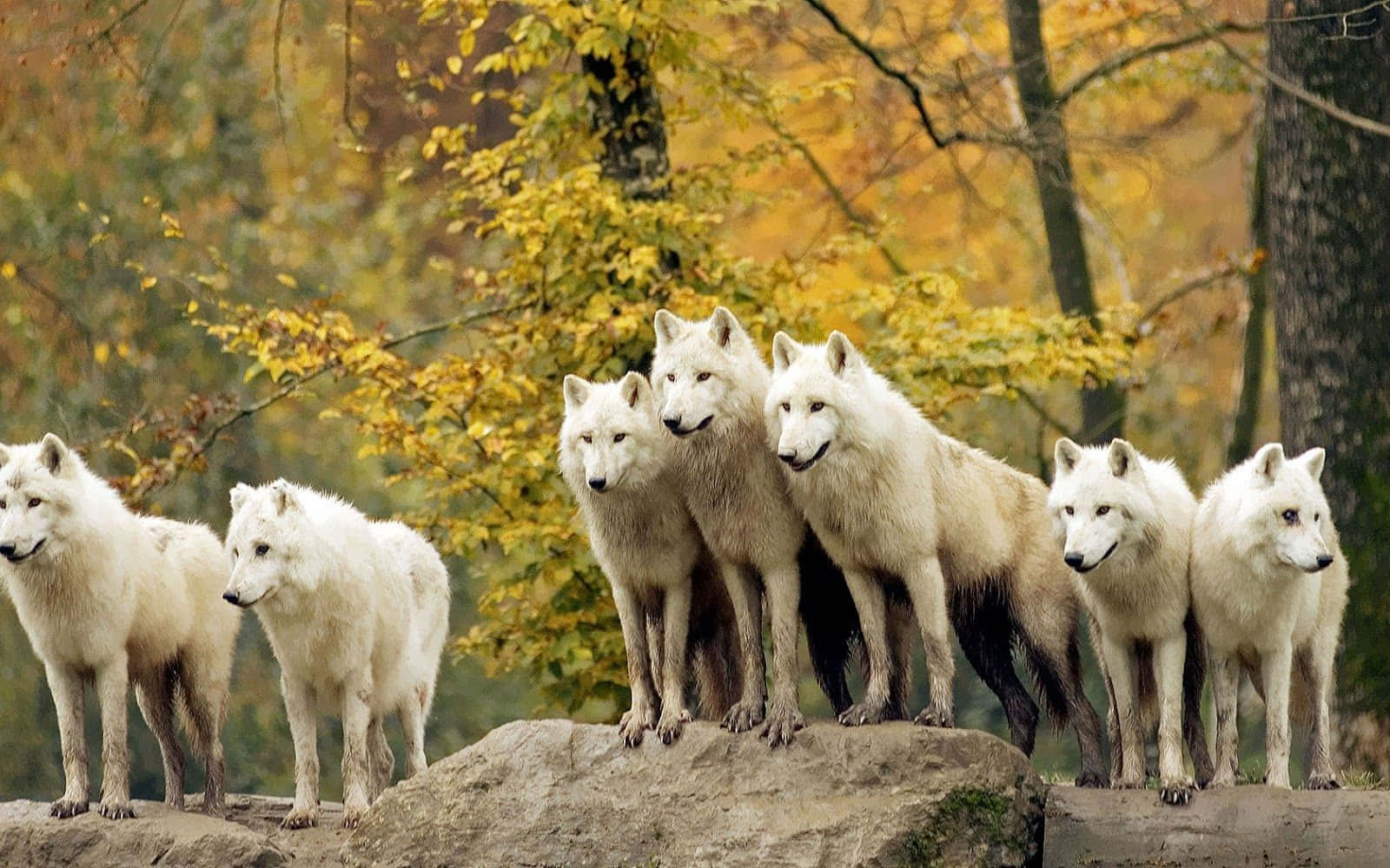 Wolf Pack, autumn forest, golden foliage, HD Desktop Wallpaper