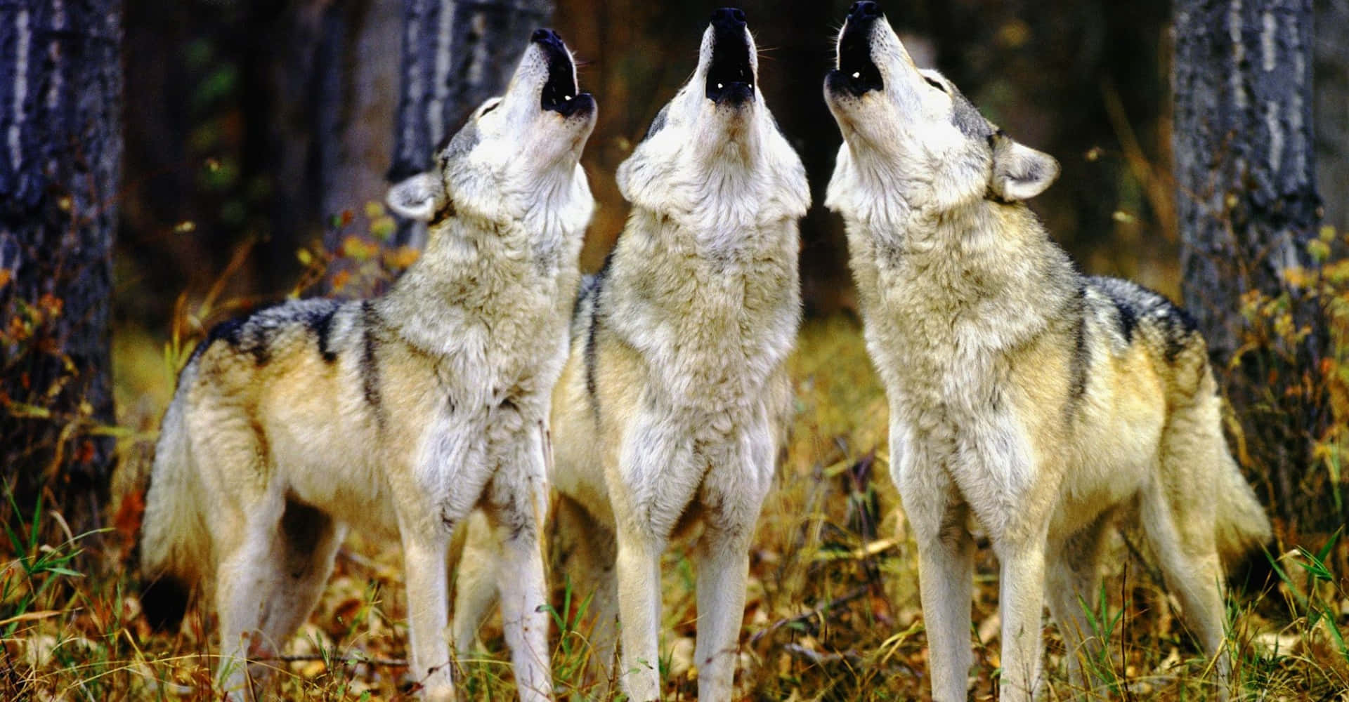 Wolf Pack, wolves, forest, Full HD Desktop Wallpaper