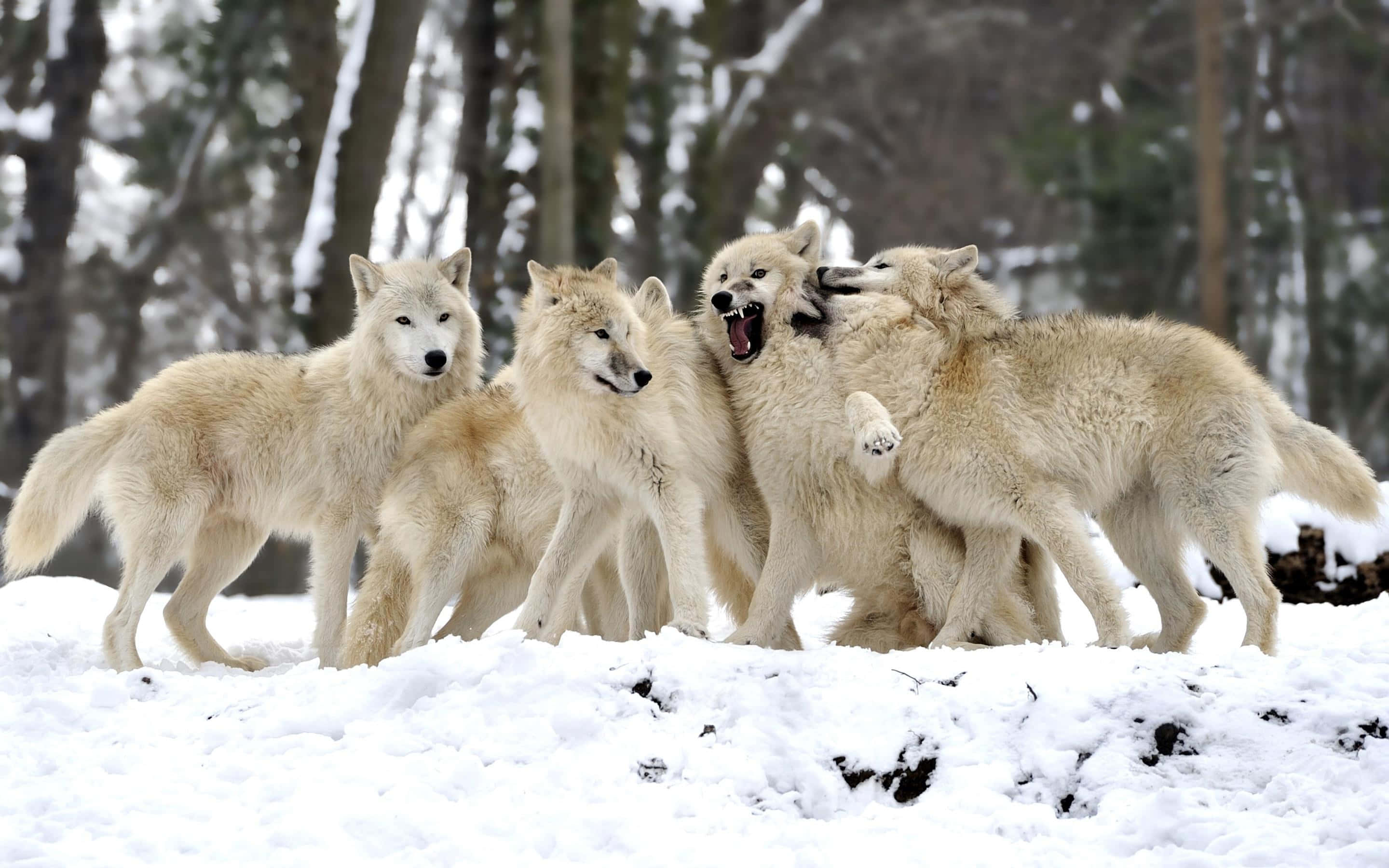 Cute Wolves Pack Together, white wolves, snowy forest, 2K Desktop Wallpaper