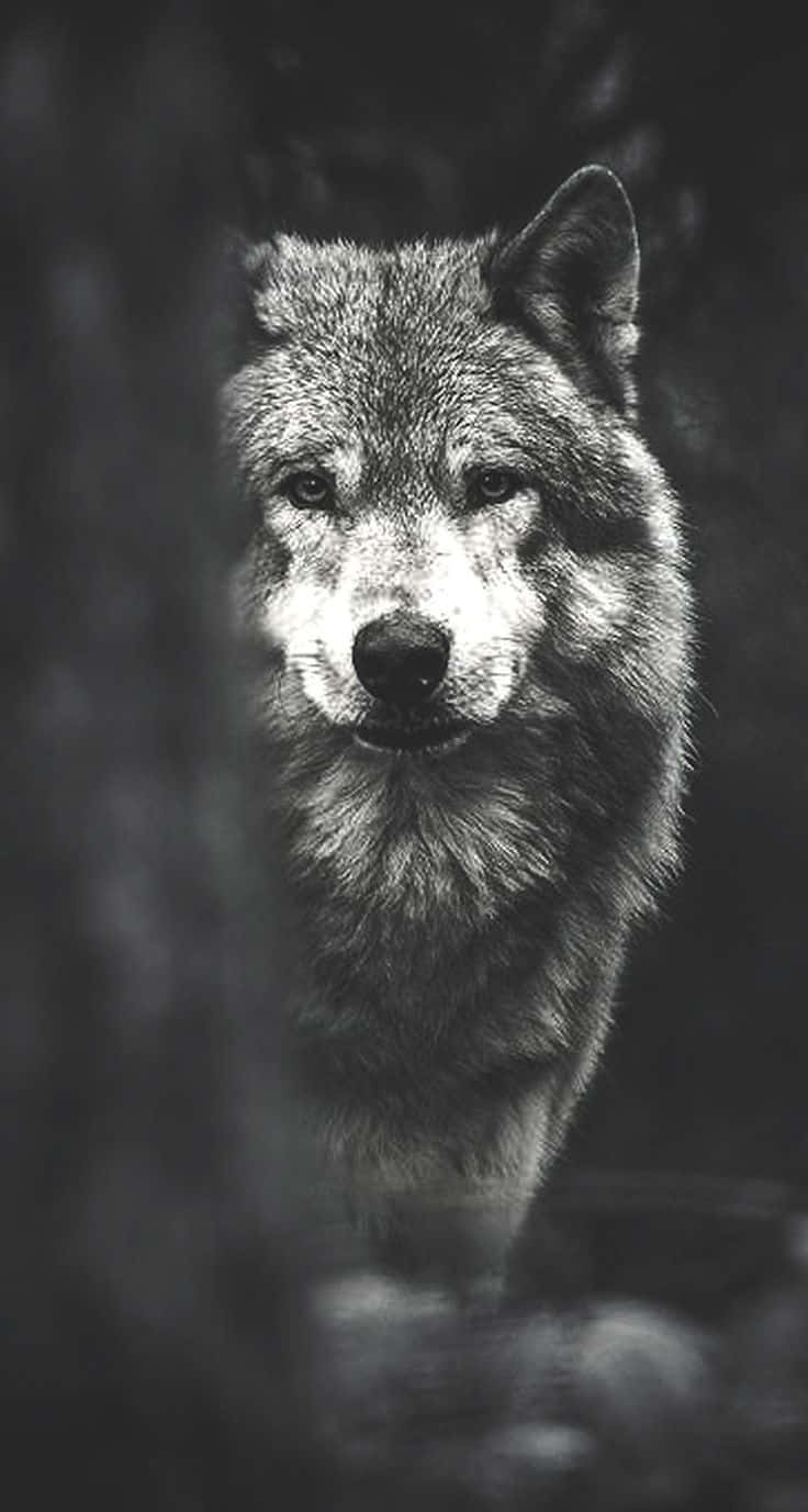 Wolf Phone, black and white portrait, wolf, HD Phone Wallpaper