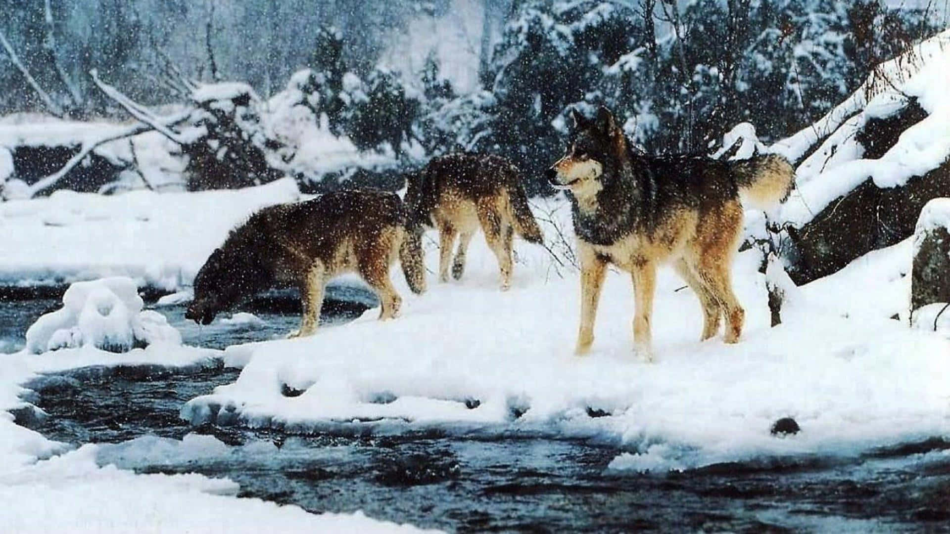 Wolf Pack, Snow River, snowy forest, Full HD Desktop Wallpaper