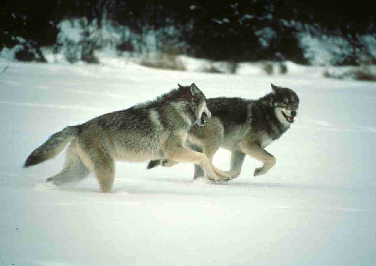 Wolf Pack, snowy field, dark trees, HD Desktop Wallpaper