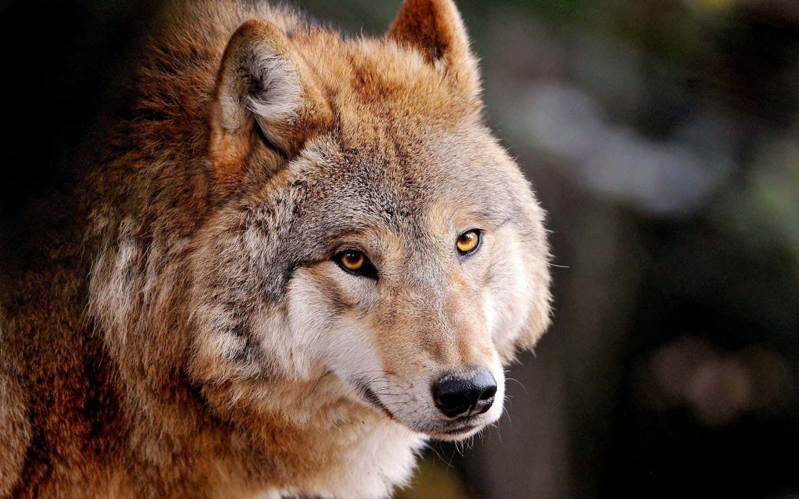 wolf, amber eyes, thick brown fur, HD Desktop Wallpaper