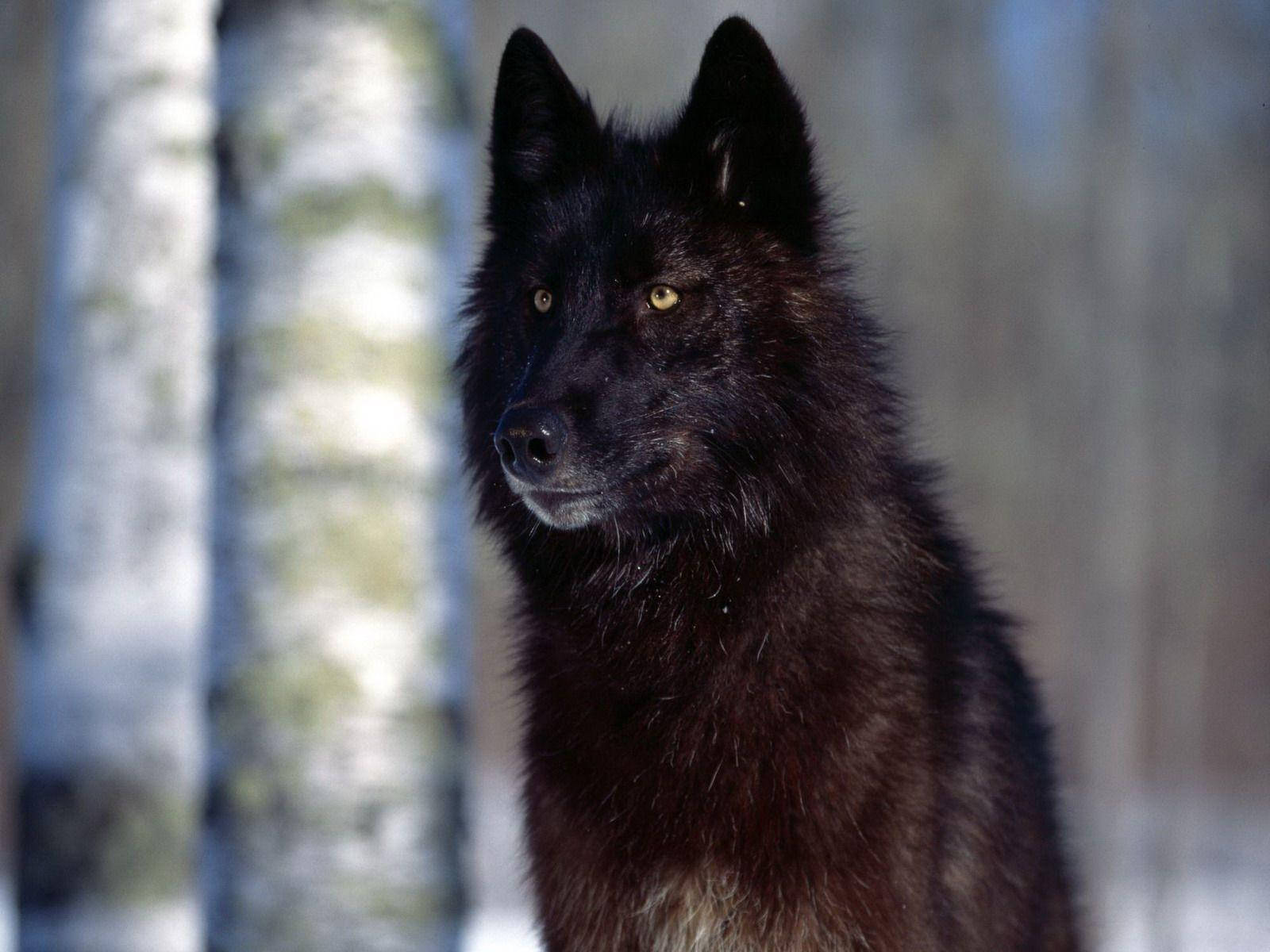 black wolf, piercing yellow eyes, snowy backdrop, HD Desktop Wallpaper