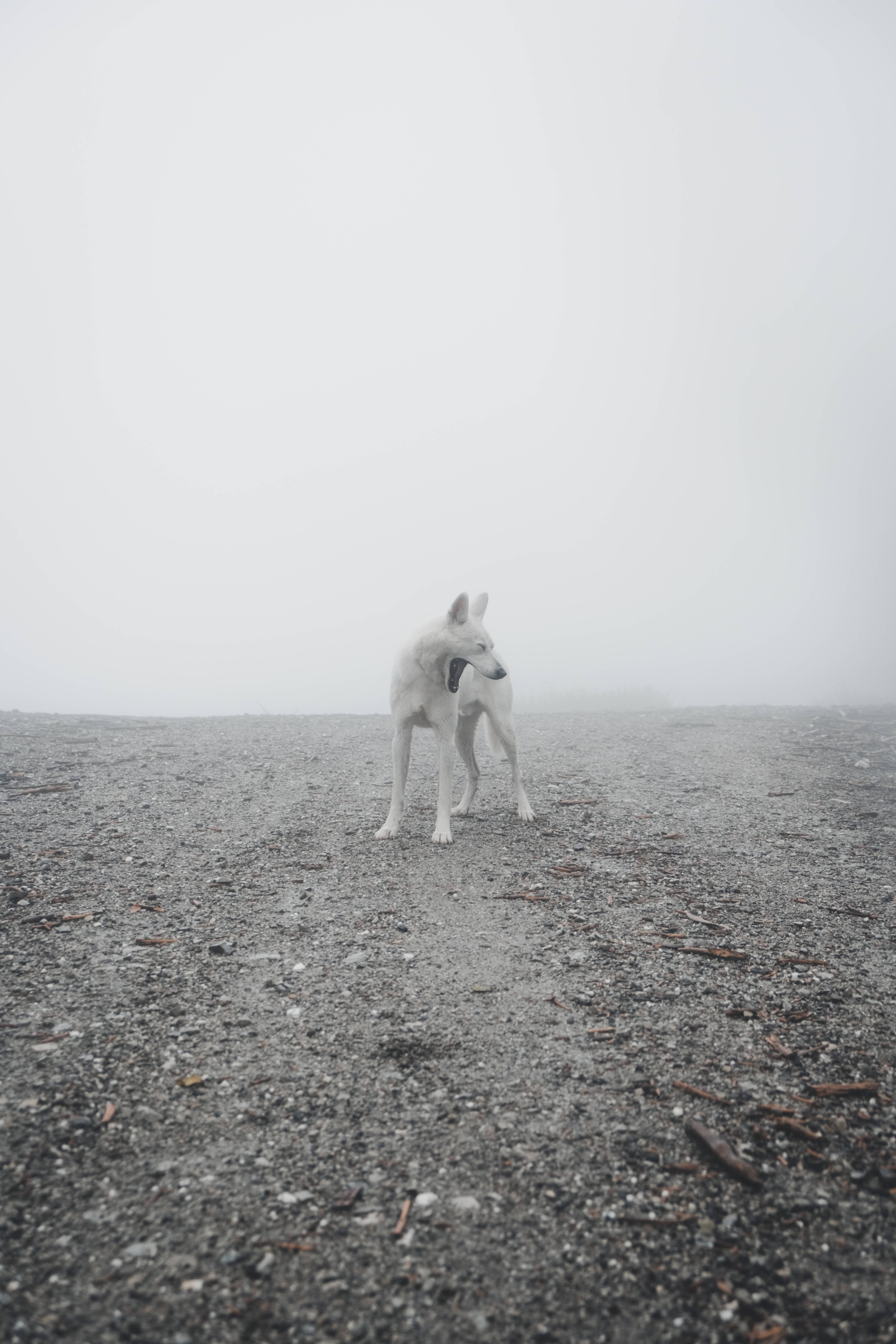 cute wolf, white wolf, misty gravel plain, 5K Phone Wallpaper
