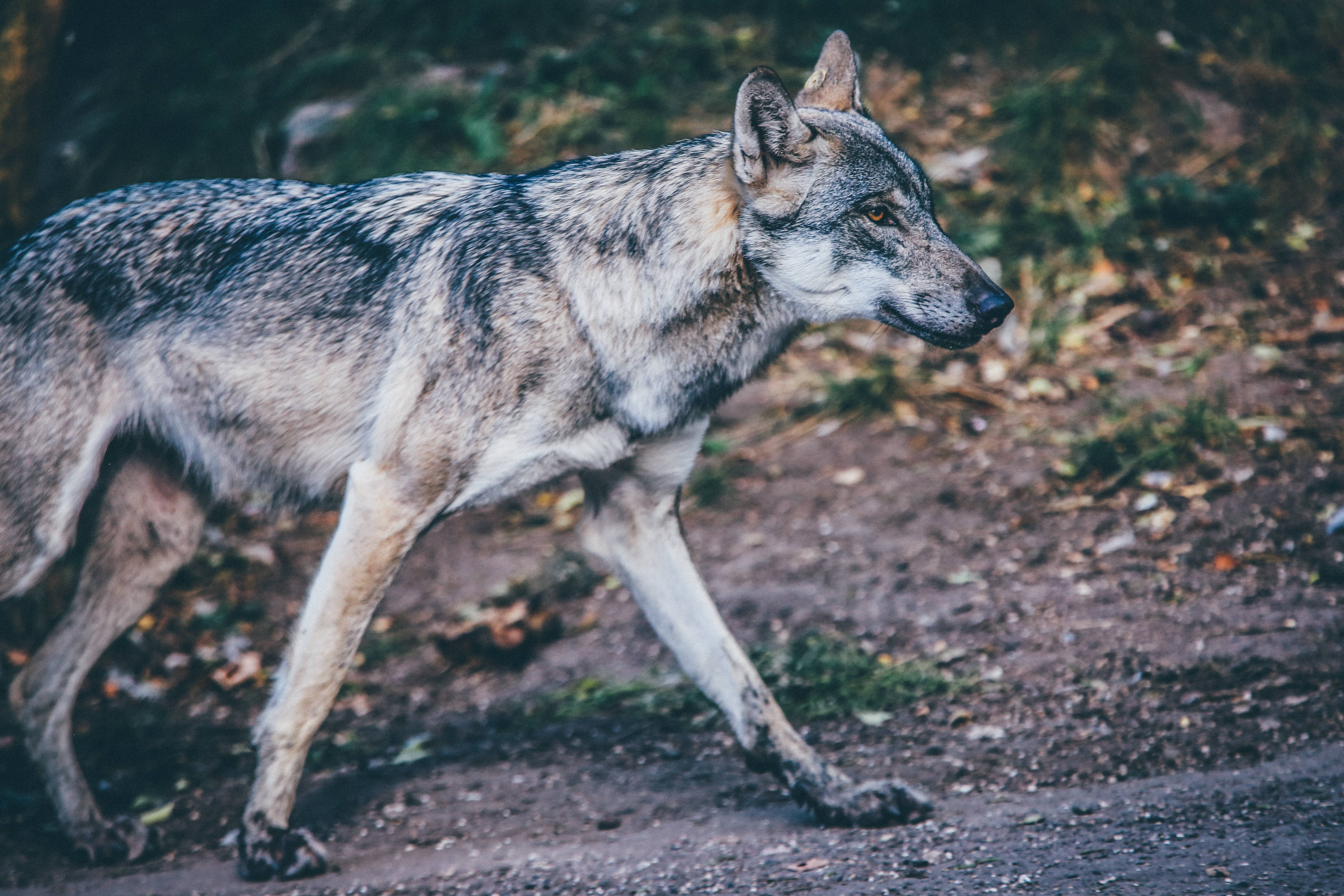 walking grey wolf, wolf, forest, 4K Desktop Wallpaper