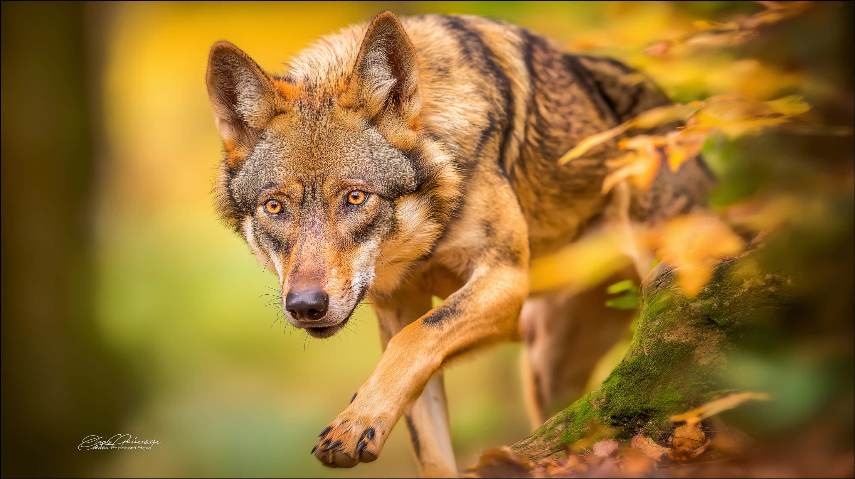 wolf, autumn woods, amber eyes, 2K Desktop Wallpaper