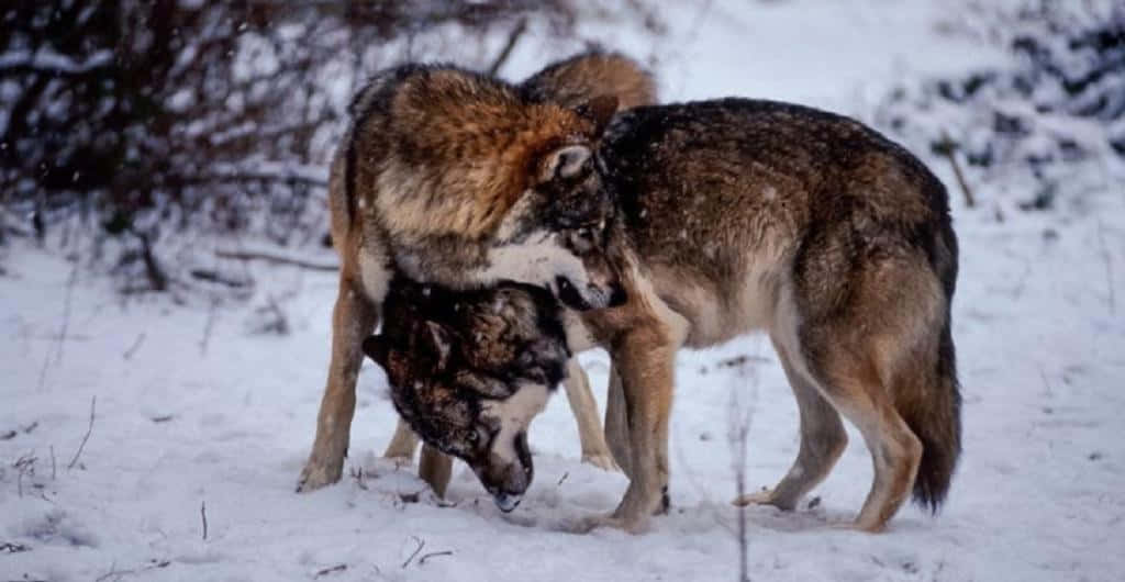 wolves, snow-covered forest, snowflakes, SD Desktop Wallpaper
