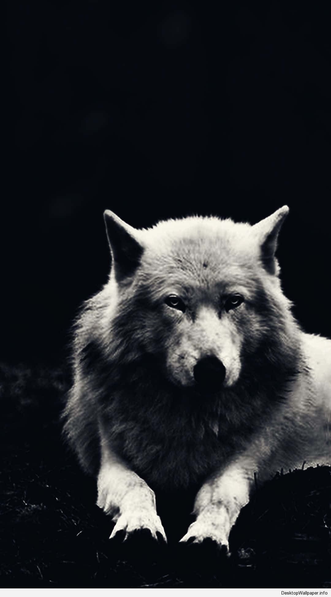 wolf aesthetic, white wolf, piercing eyes, Full HD Phone Wallpaper