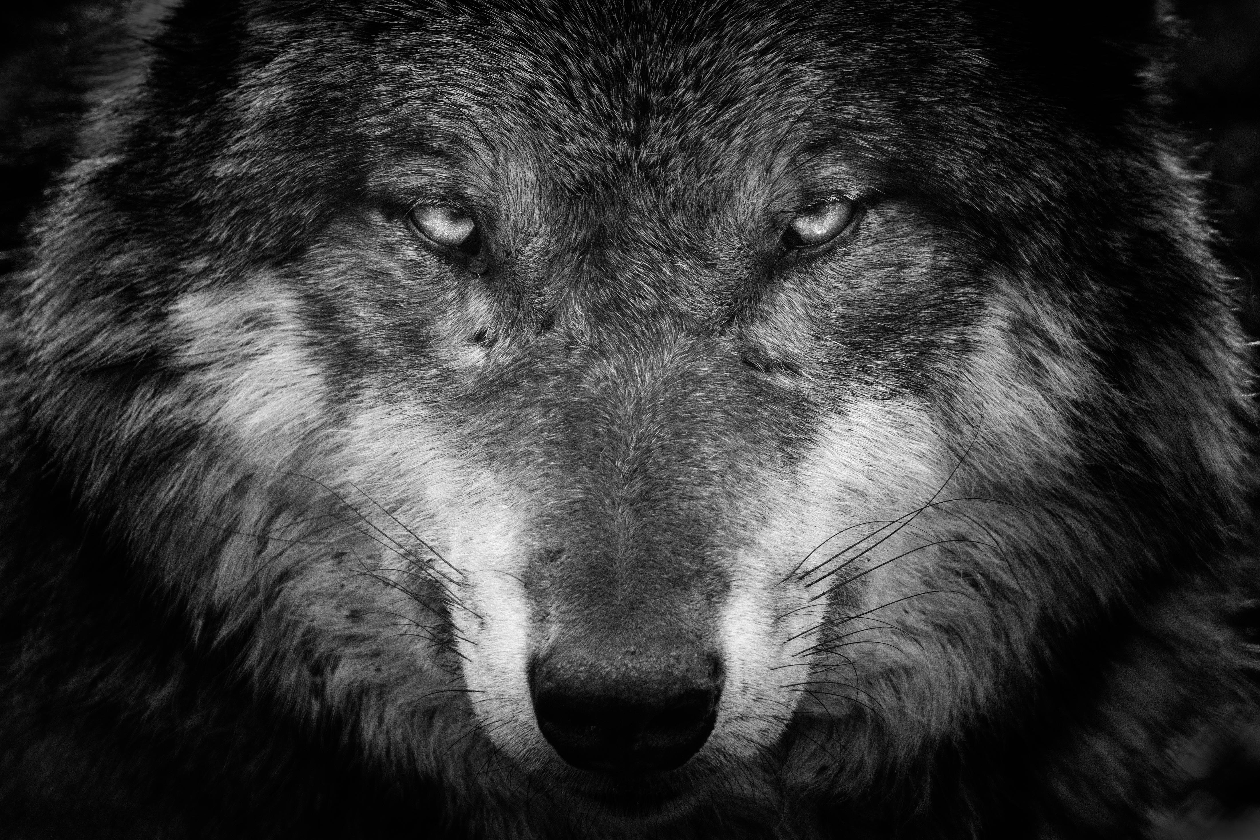 4K Ultra HD, wolf face, black and white, 4K Desktop Wallpaper