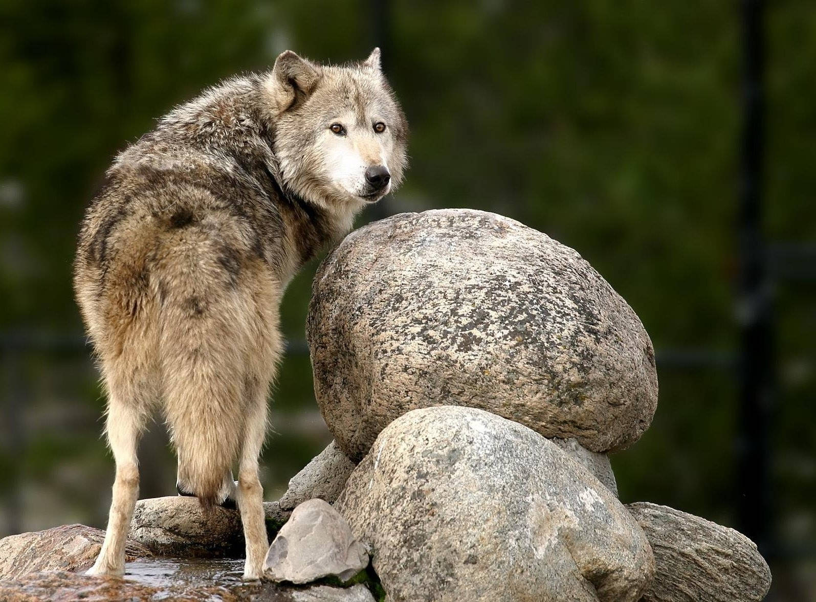 gray wolf, mossy rocks, blurred forest background, HD Desktop Wallpaper