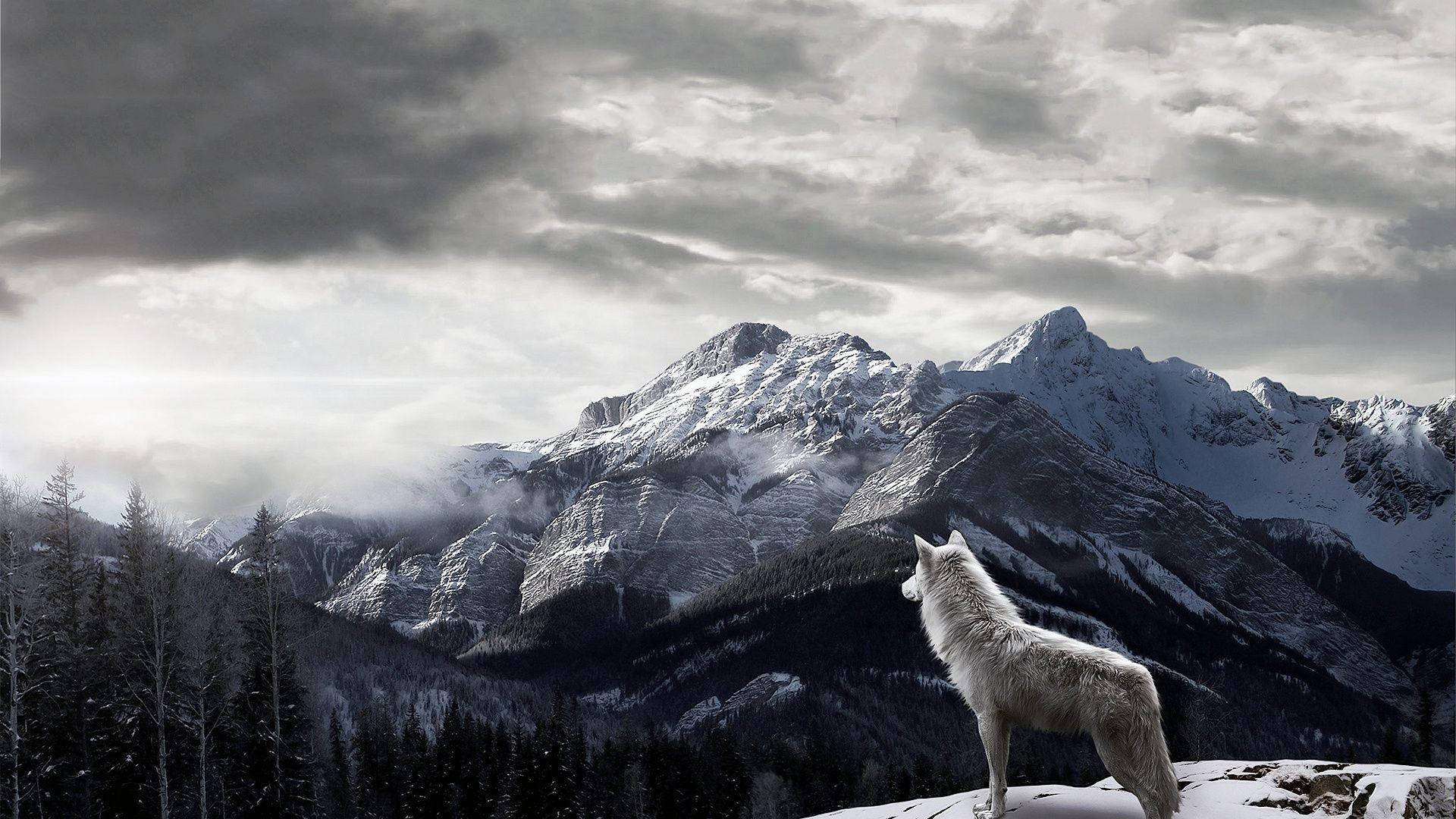 white wolf, snowy cliff, mountain range, Full HD Desktop Wallpaper