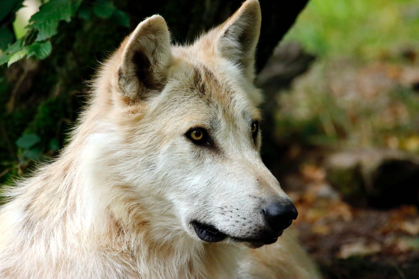 HD Wolf, dirty white fur, amber eyes, HD Desktop Wallpaper