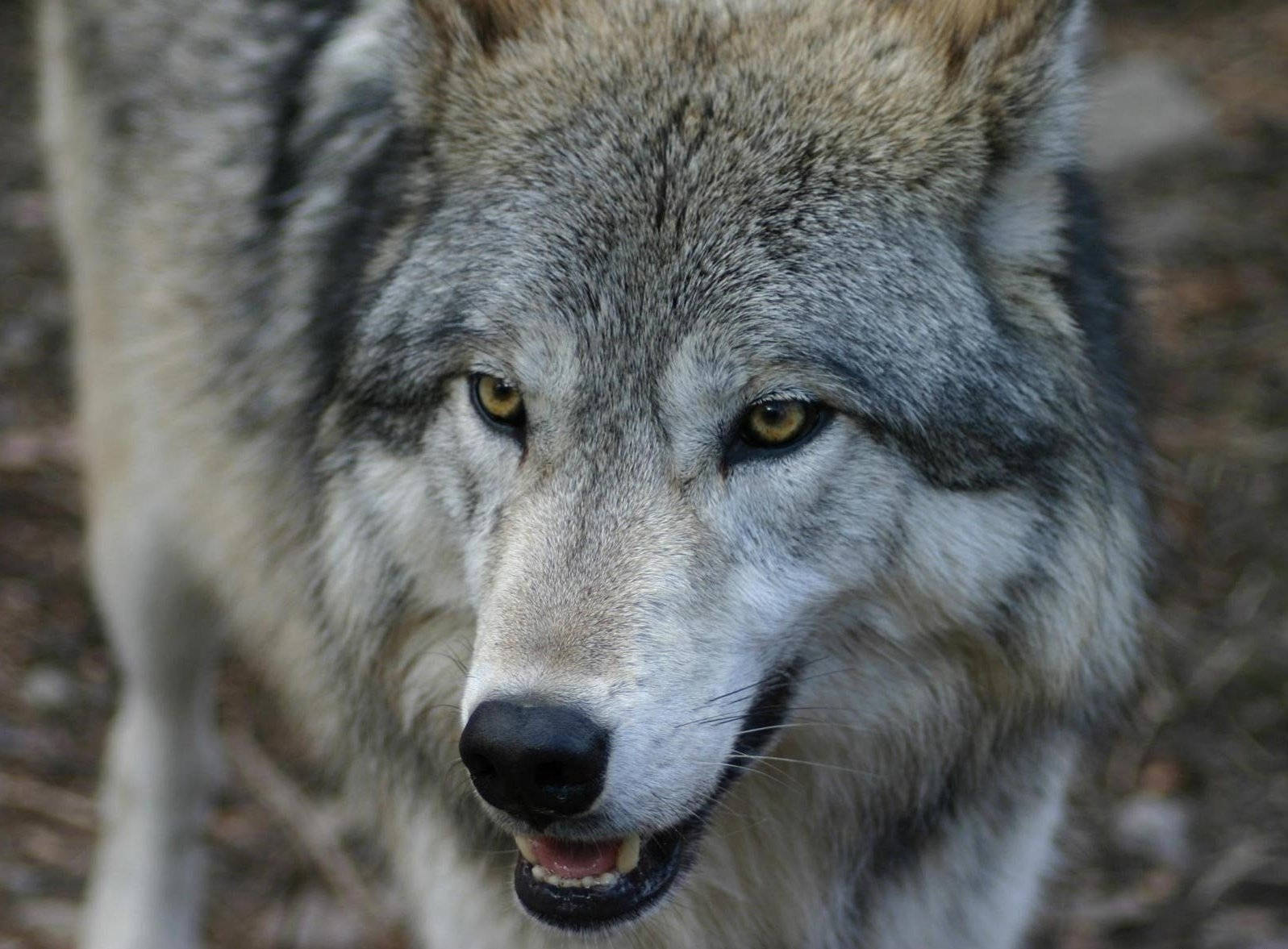 wolf, gray wolf, piercing yellow eyes, HD Desktop Wallpaper