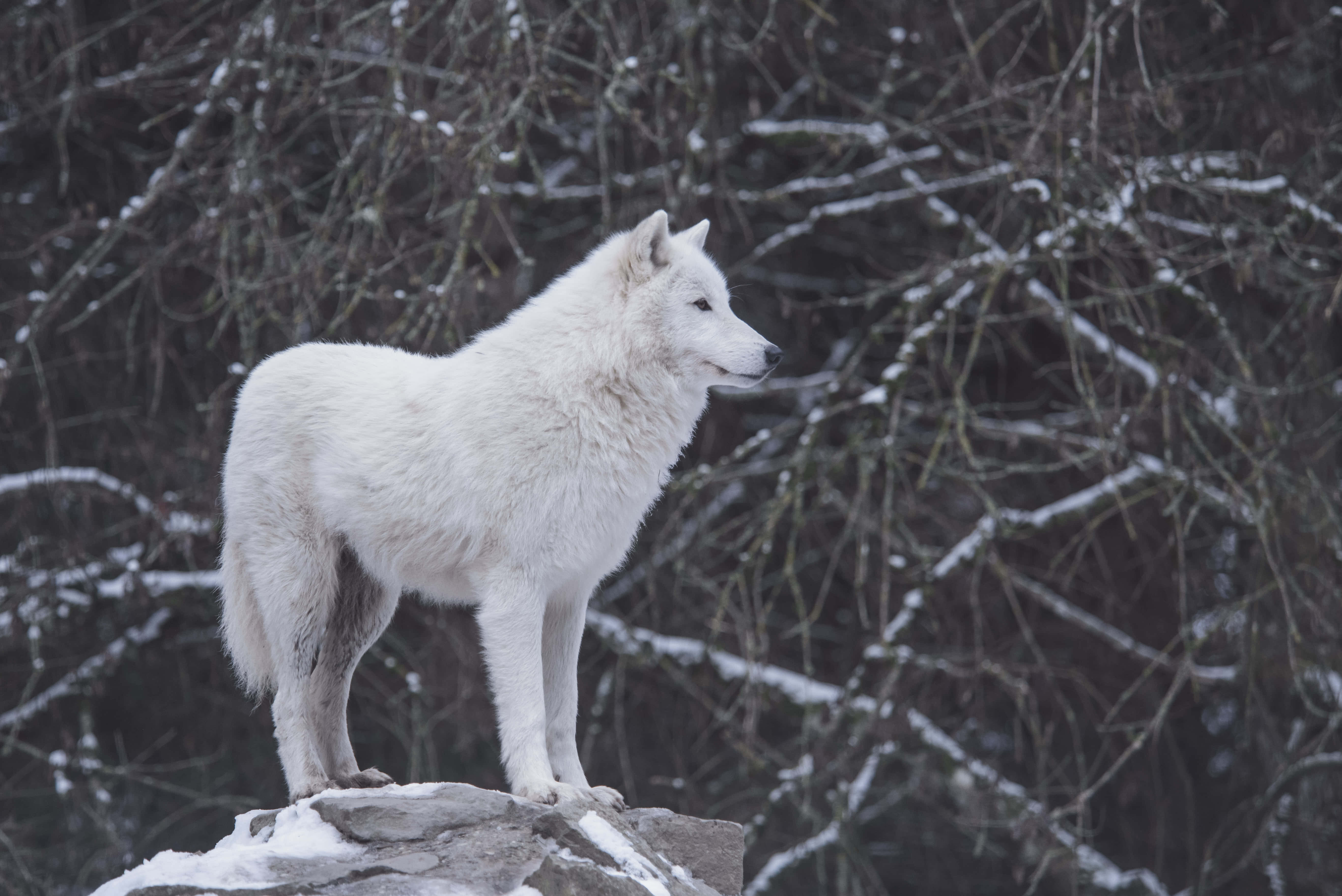 white wolf, snow-dusted rock, bare winter branches, 5K Desktop Wallpaper