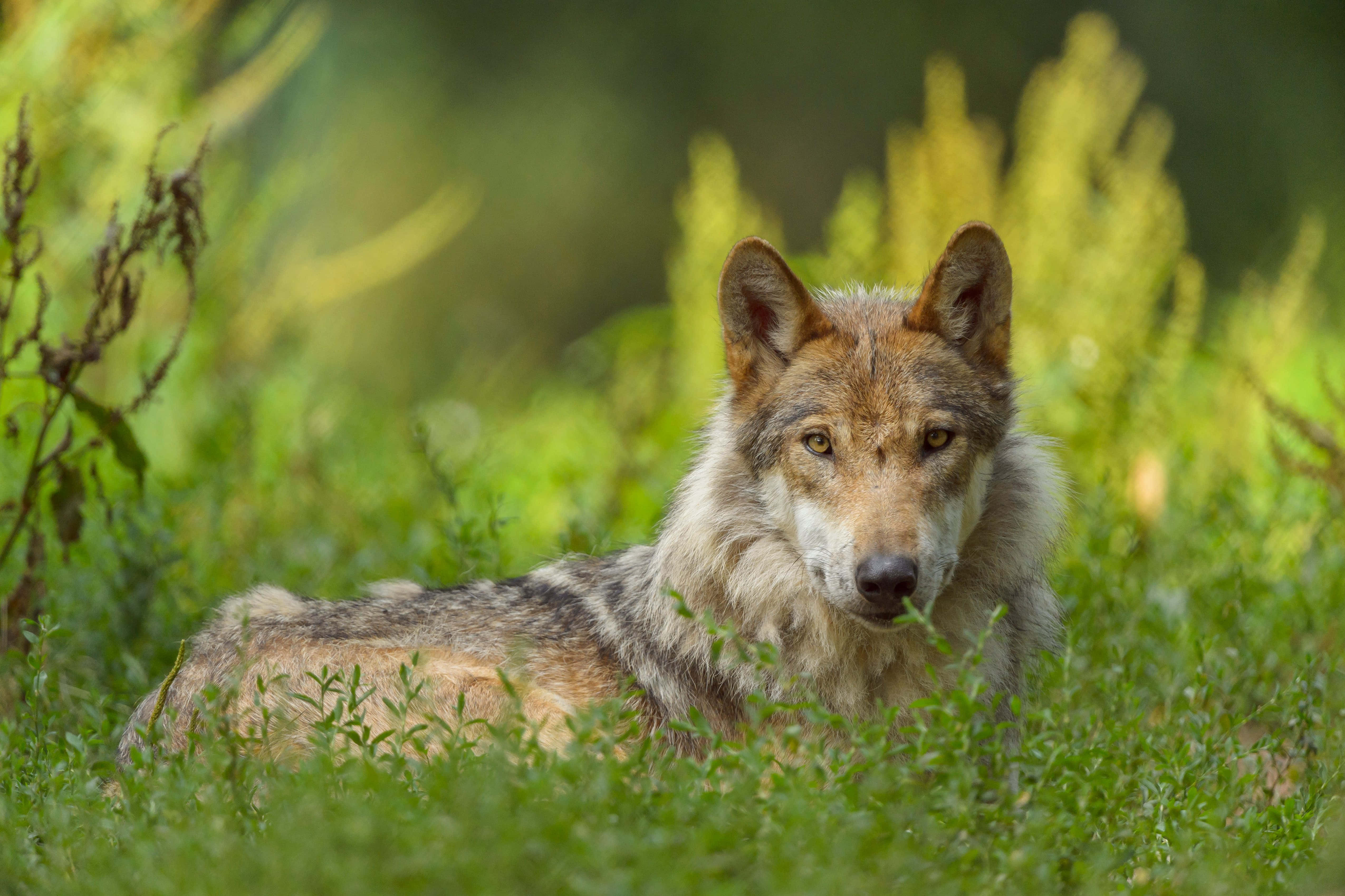 wolf photography, 5100 x 3400, vibrant green grass, 4K Desktop Wallpaper