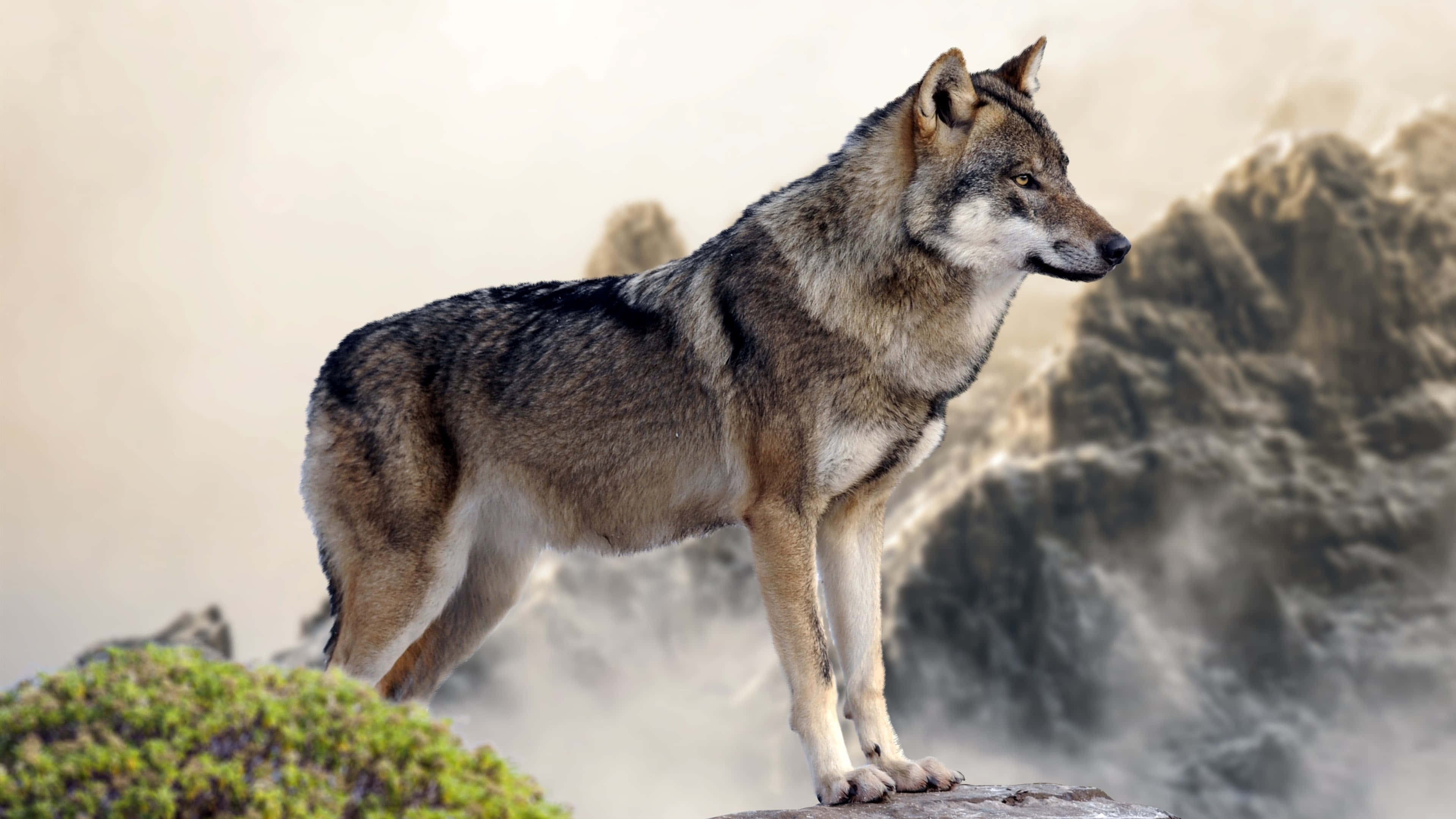 wolf, mountains, misty cliff, 4K Desktop Wallpaper