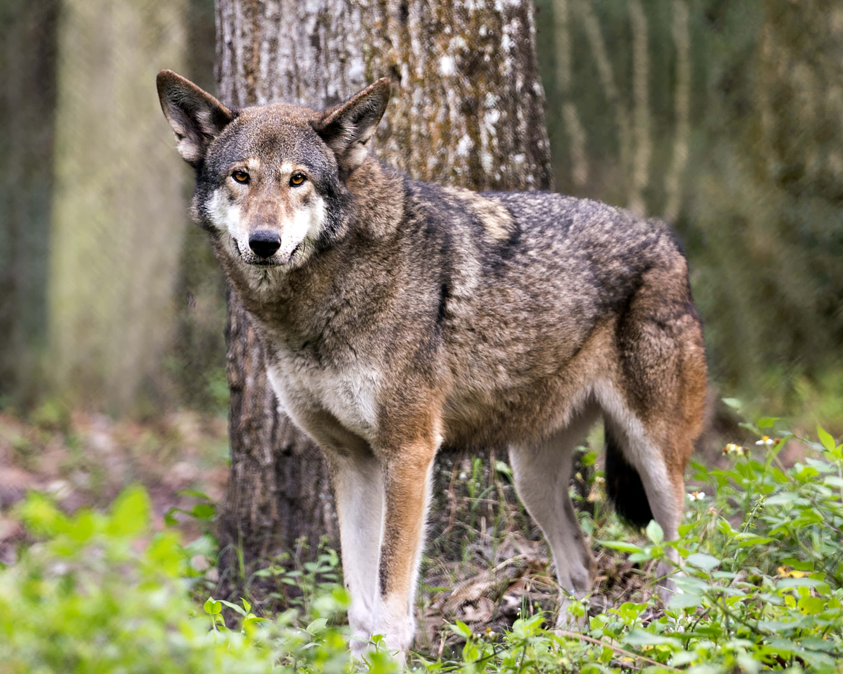 wolf photography, snowy forest, sunlit forest, 2K Desktop Wallpaper