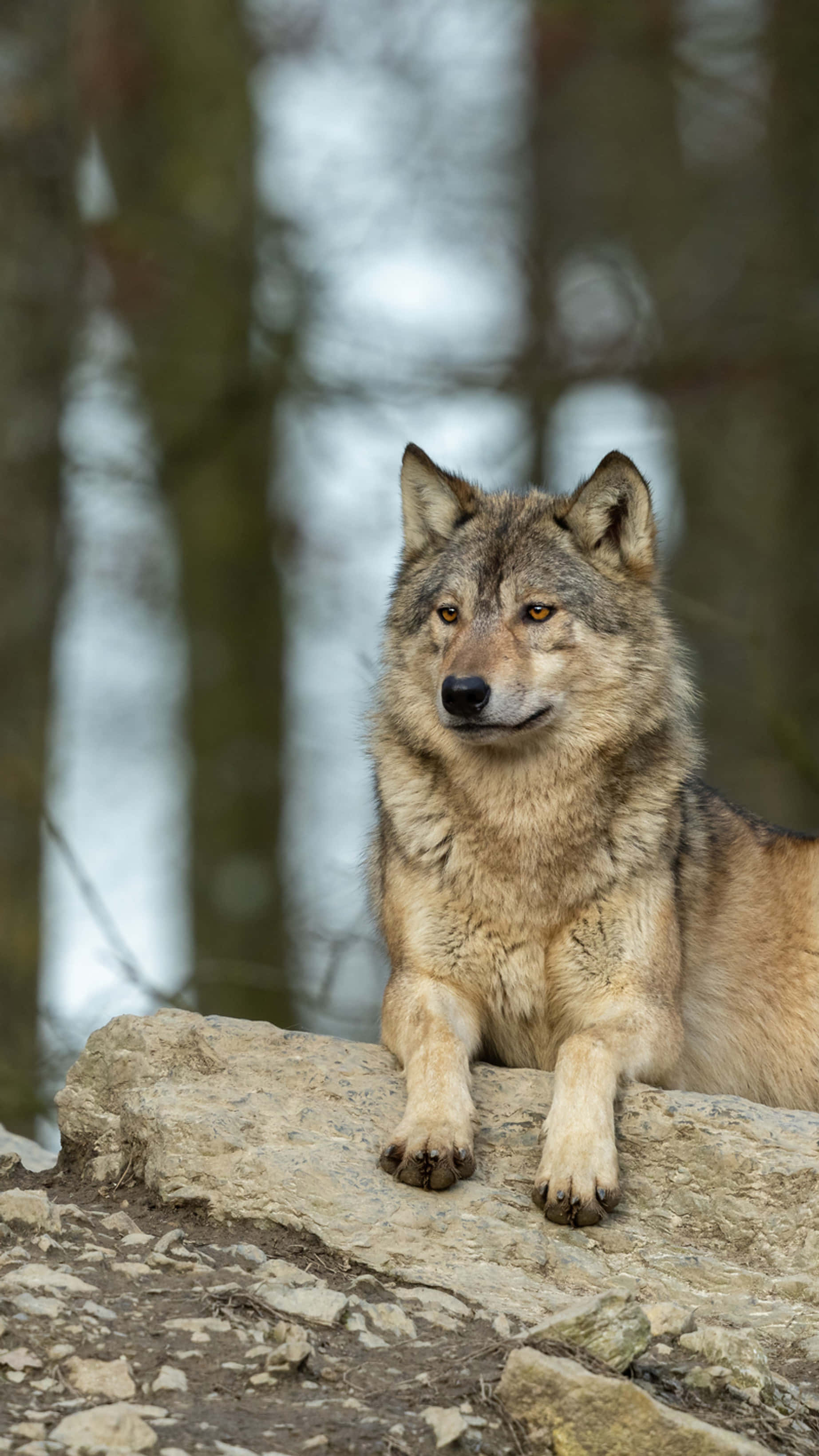 wolf photography, gray wolf, sunlit rock, 2K Phone Wallpaper