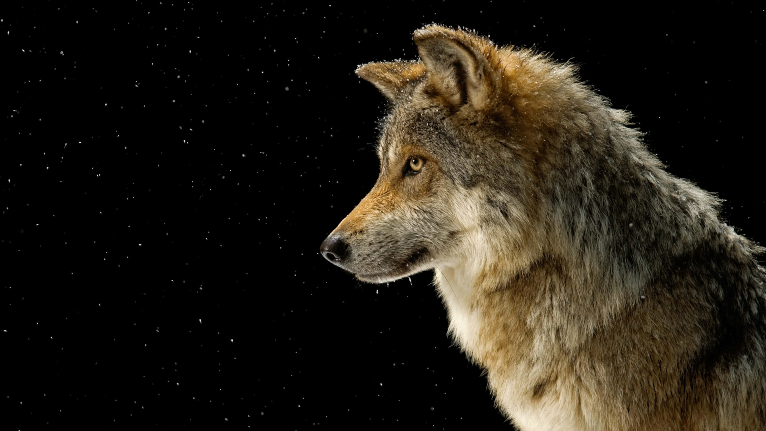 wolf photography, snowy landscape, starry black night sky, 2K Desktop Wallpaper