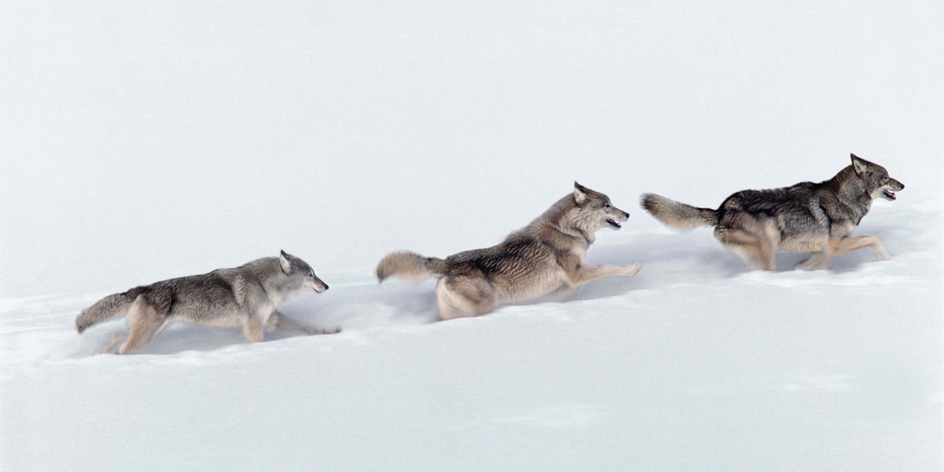 wolf photography, gray wolves, snowy plain, 2K Desktop Wallpaper