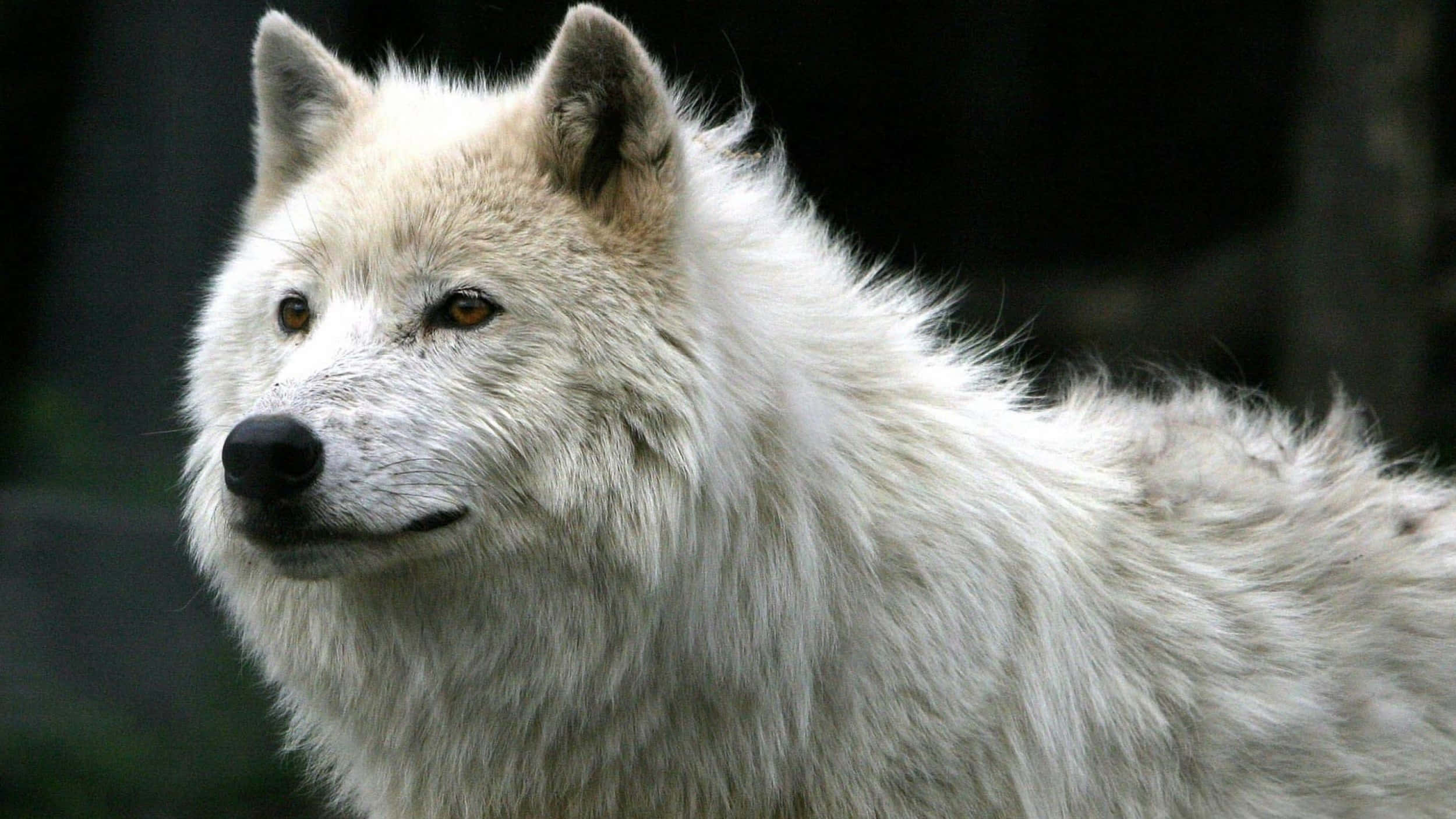 wolf photography, white wolf, amber eyes, Full HD Desktop Wallpaper