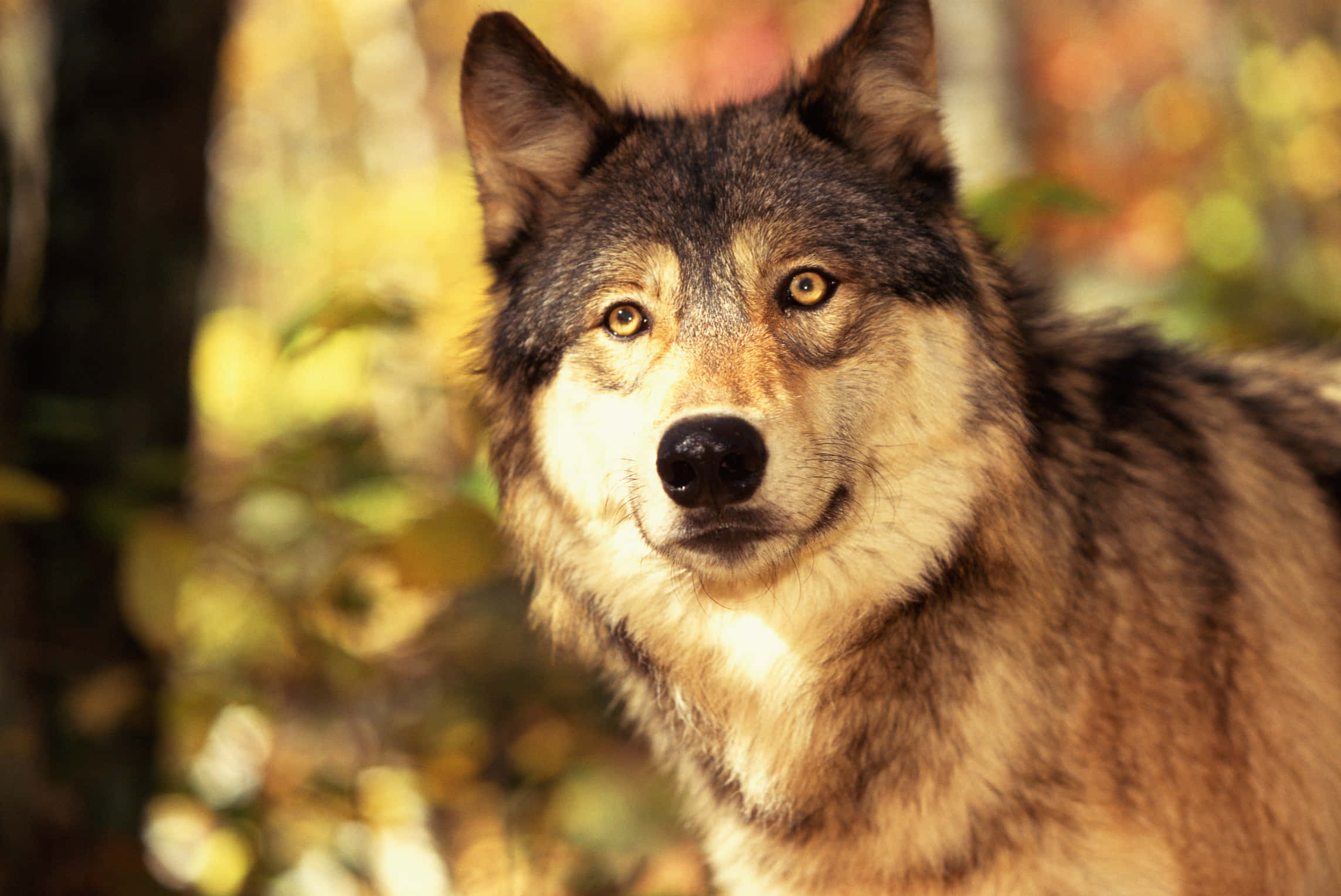 wolf, golden eyes, thick fur, Full HD Desktop Wallpaper