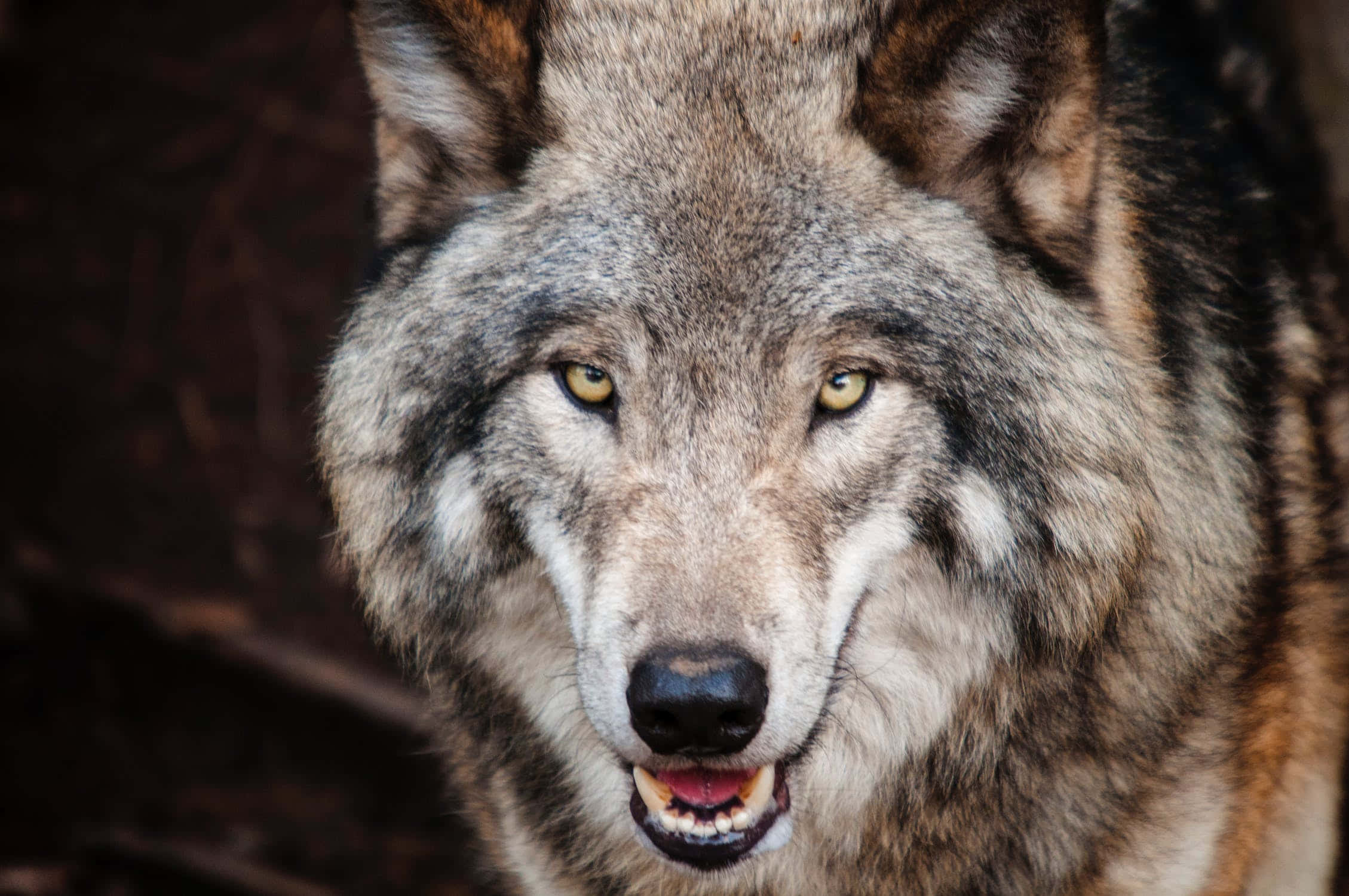 wolf photography, gray wolf, piercing yellow eyes, Full HD Desktop Wallpaper