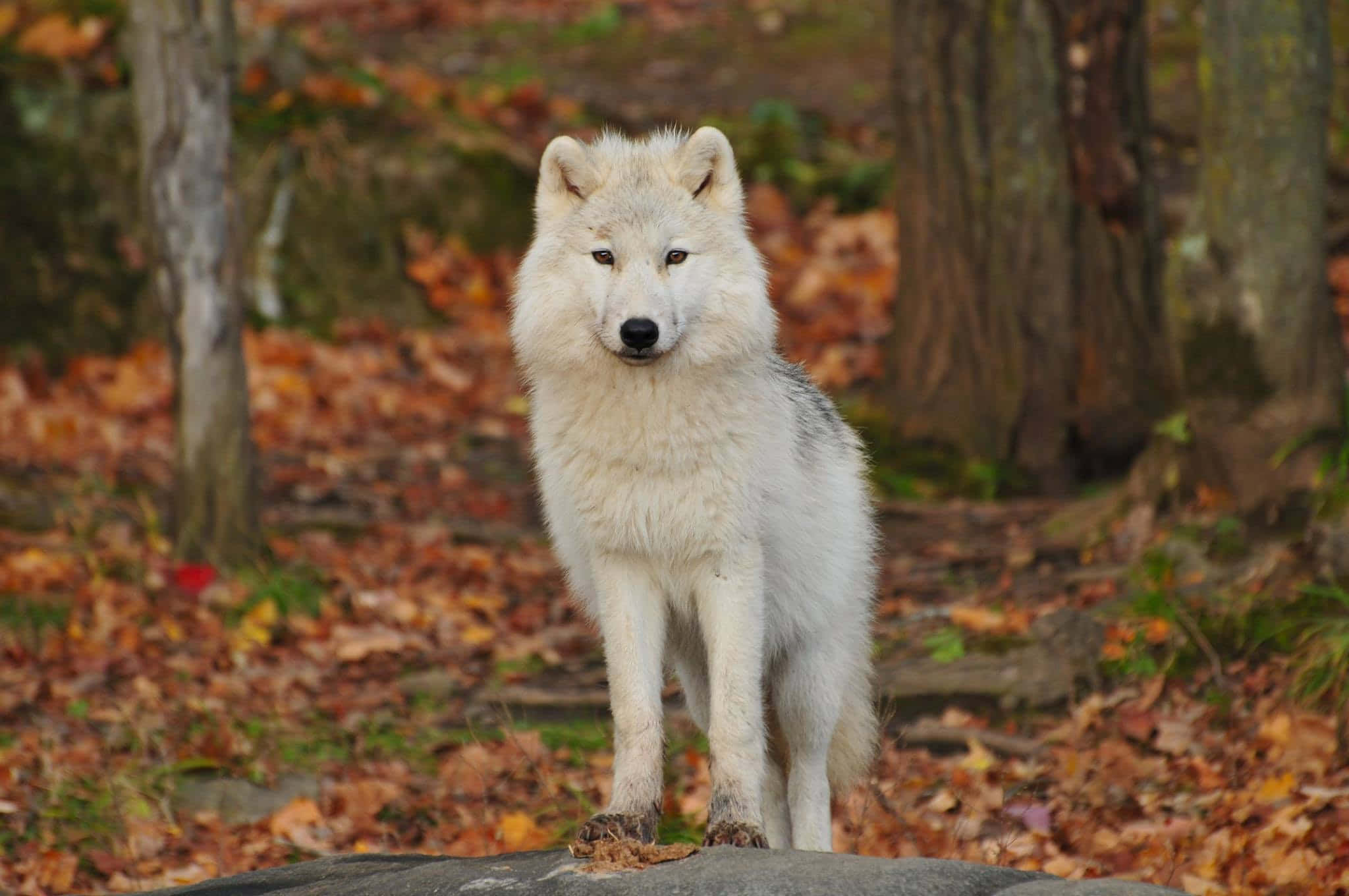 wolf, white wolf, autumn leaves, Full HD Desktop Wallpaper