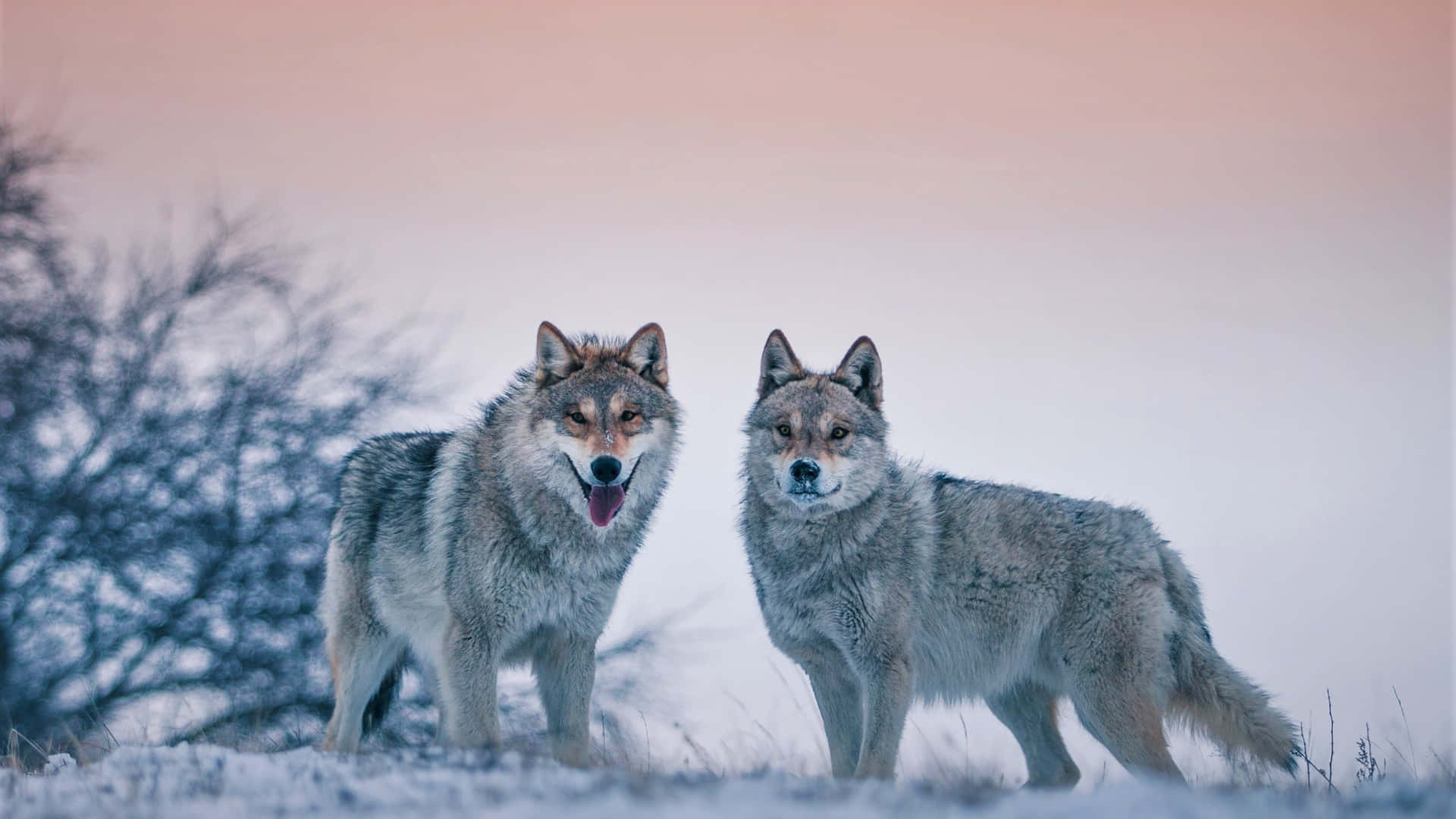 wolf, snowy field, soft pink and blue twilight sky, Full HD Desktop Wallpaper
