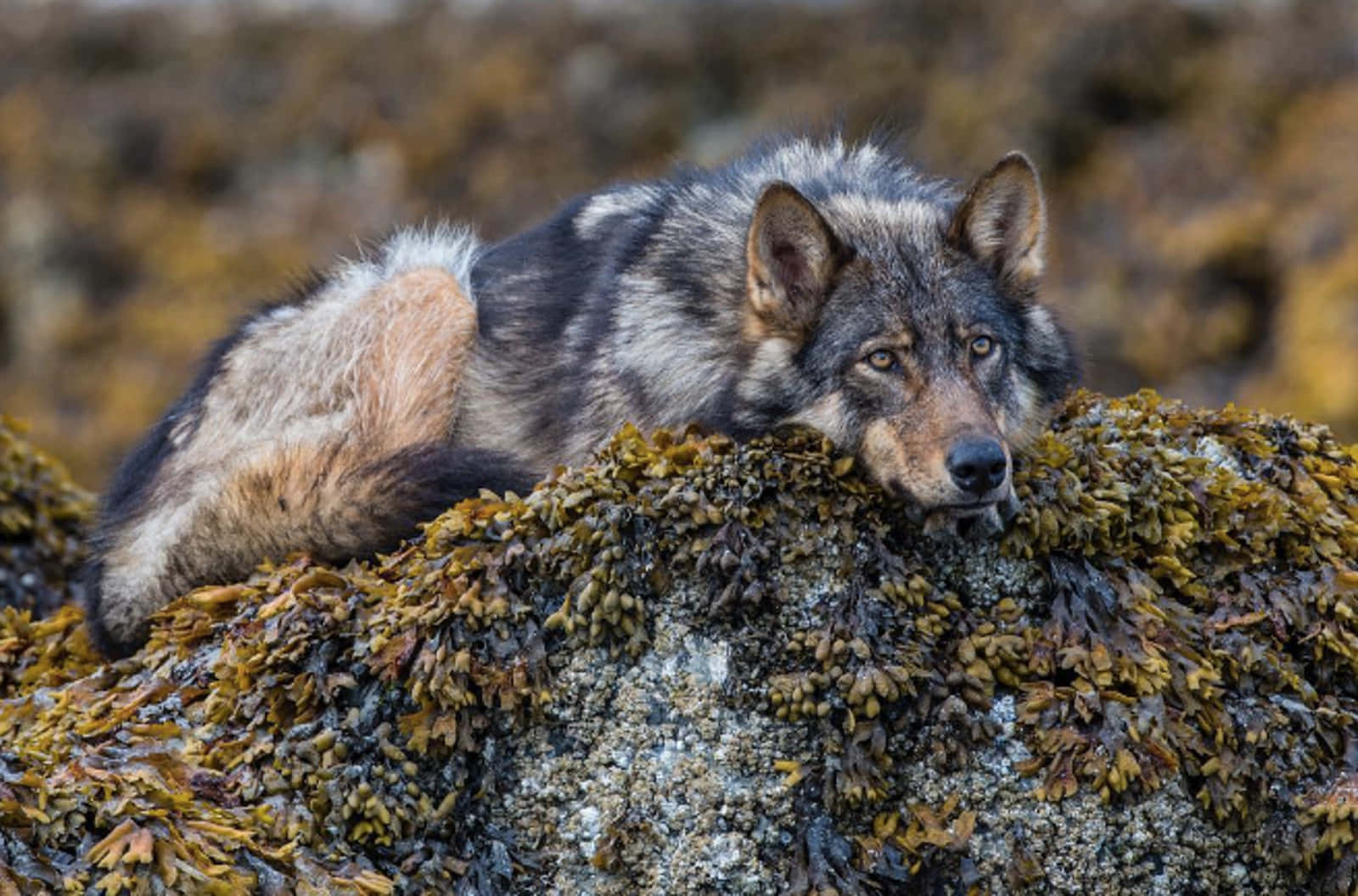 Night Wolf, gray wolf, mossy rock, HD Desktop Wallpaper