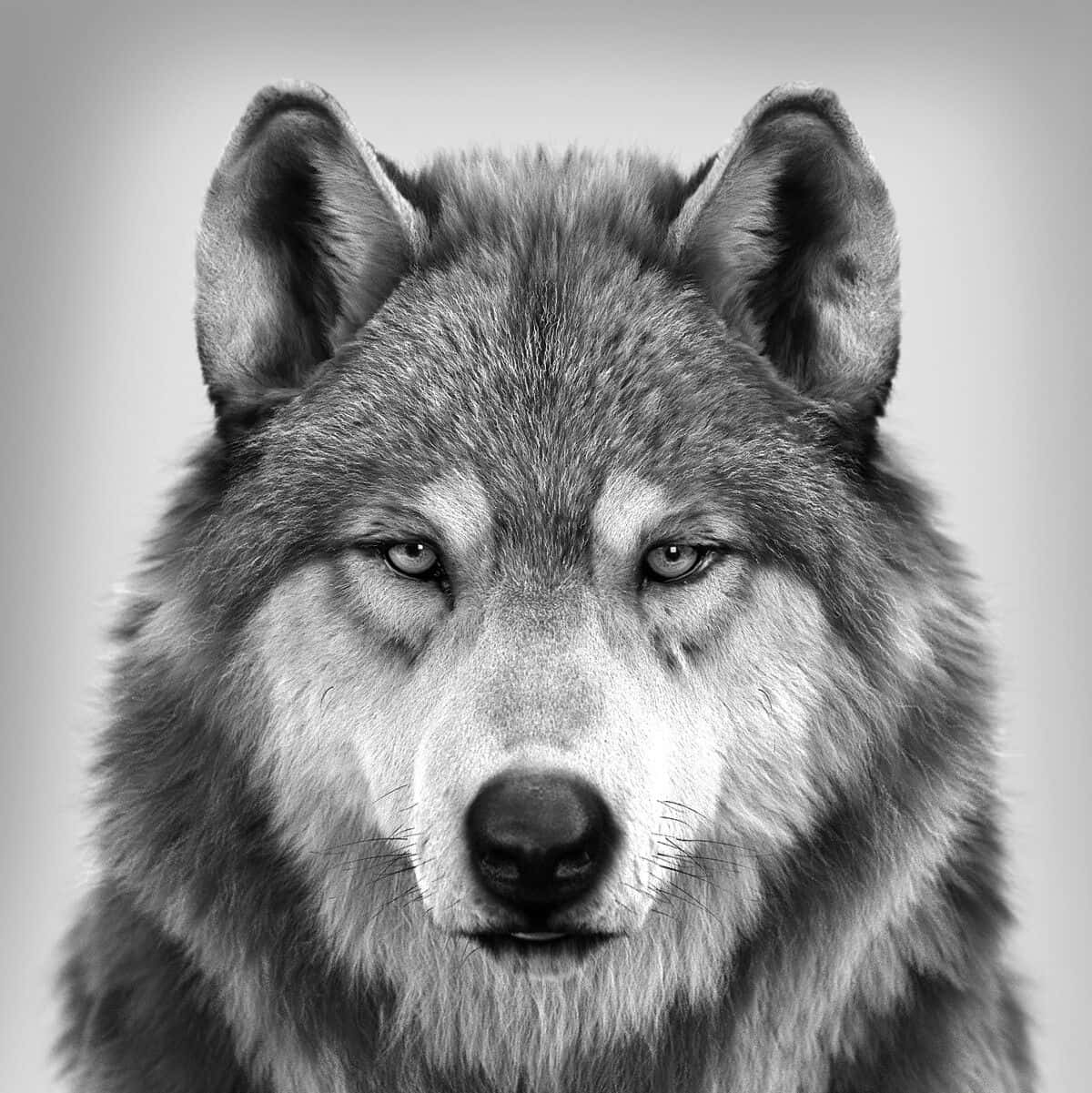 wolf photography, black and white, close-up portrait, SD Phone Wallpaper