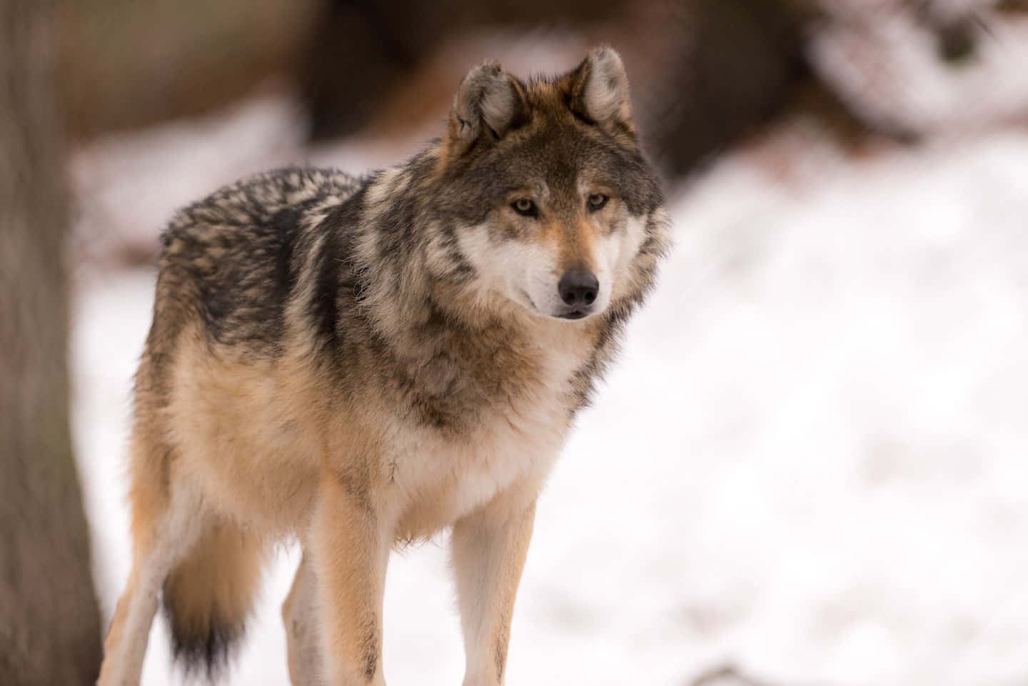 wolf, snowy forest, thick fur, HD Desktop Wallpaper