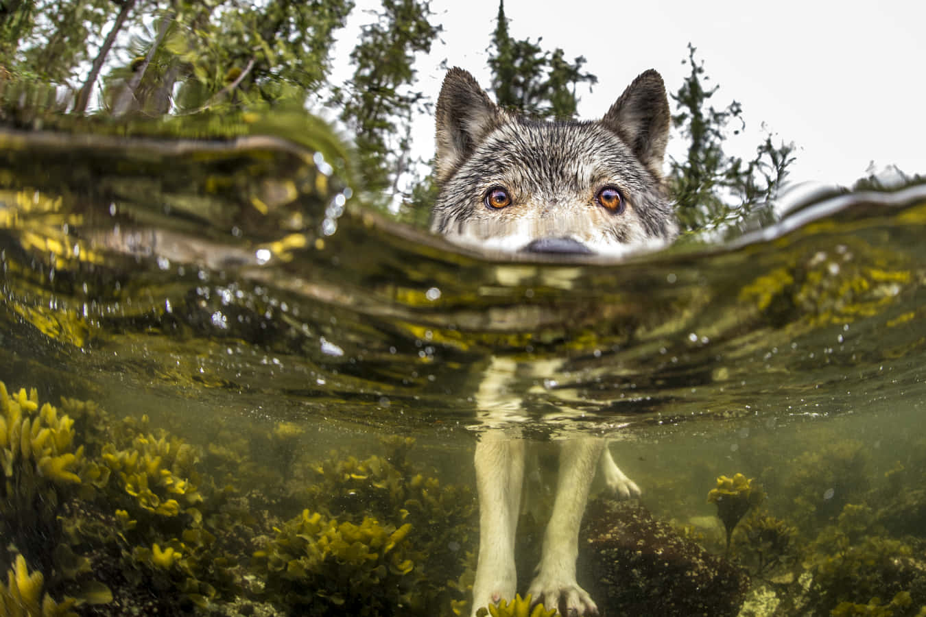 wolf, amber eyes, murky green water, HD Desktop Wallpaper