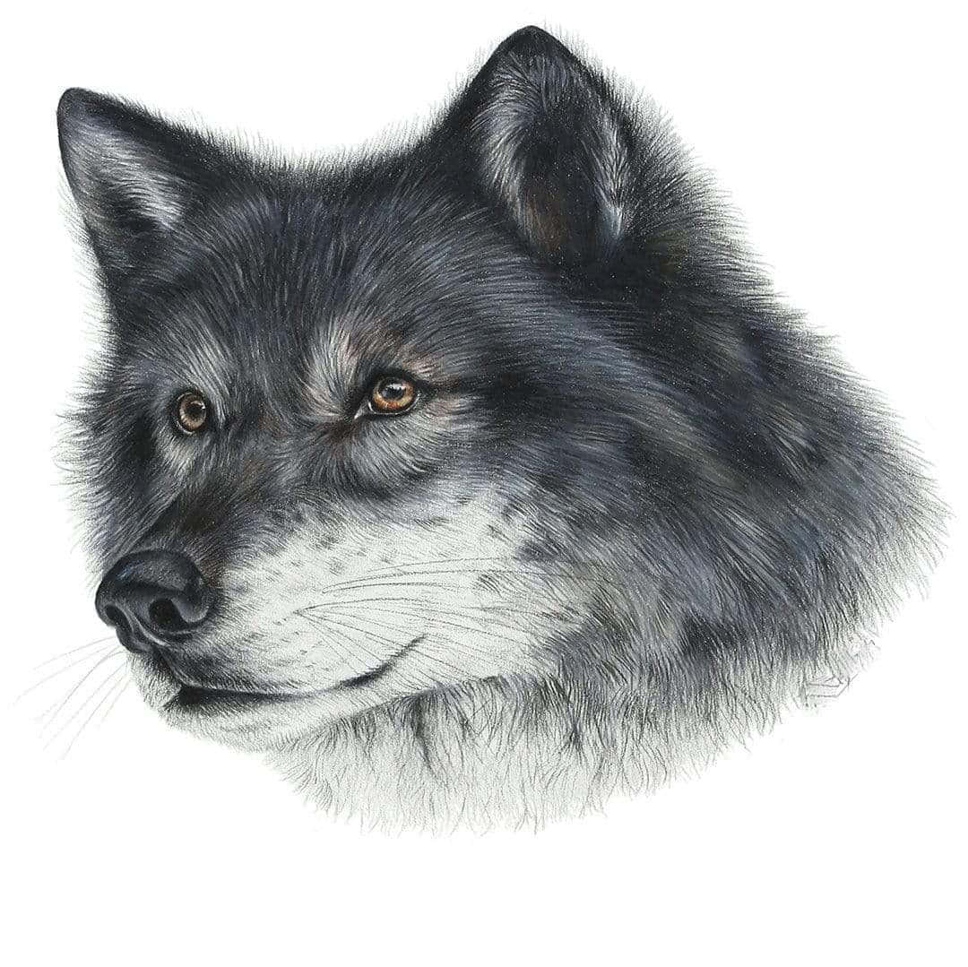 gray wolf, amber eyes, white fur, SD Desktop Wallpaper