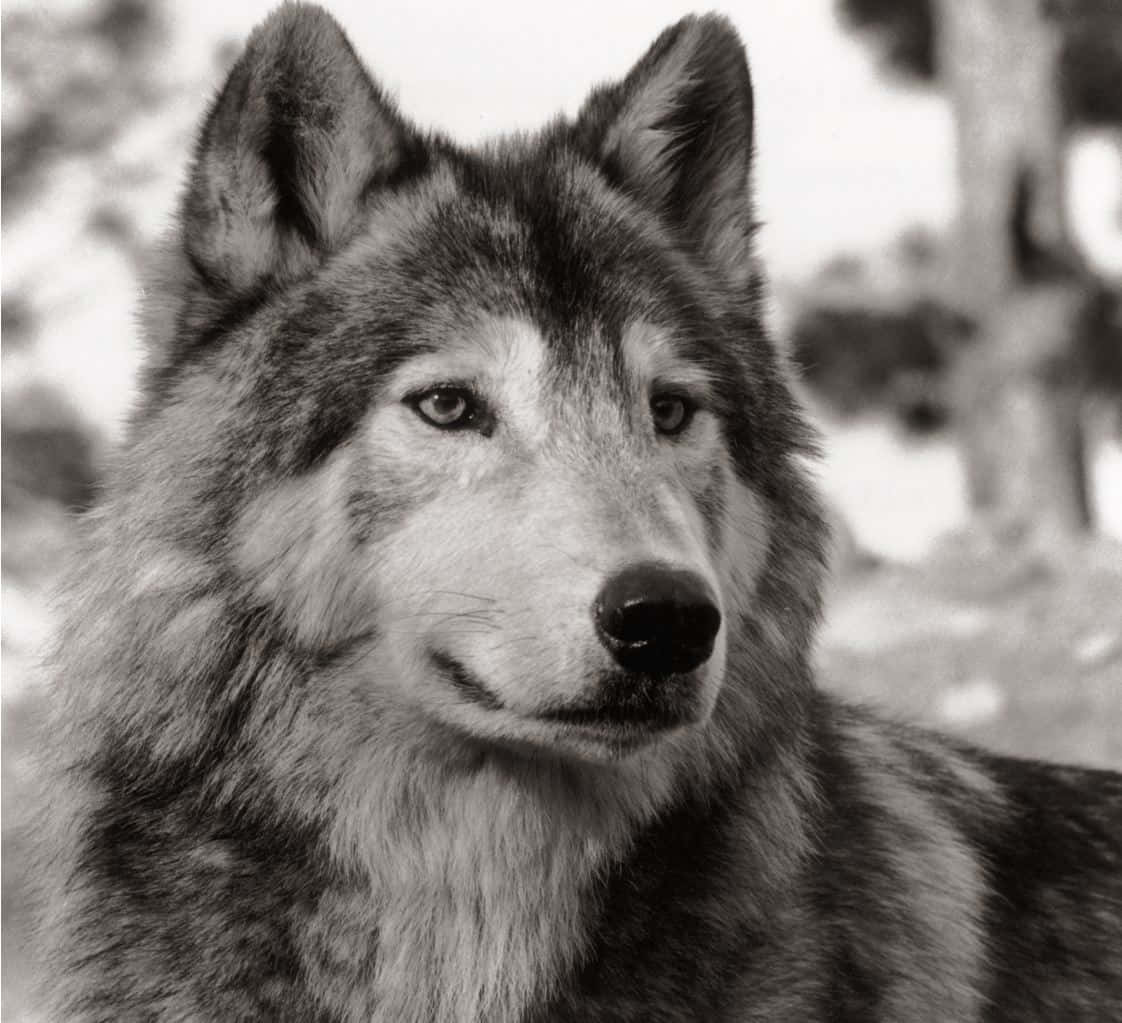 wolf, black and white, close-up, SD Desktop Wallpaper