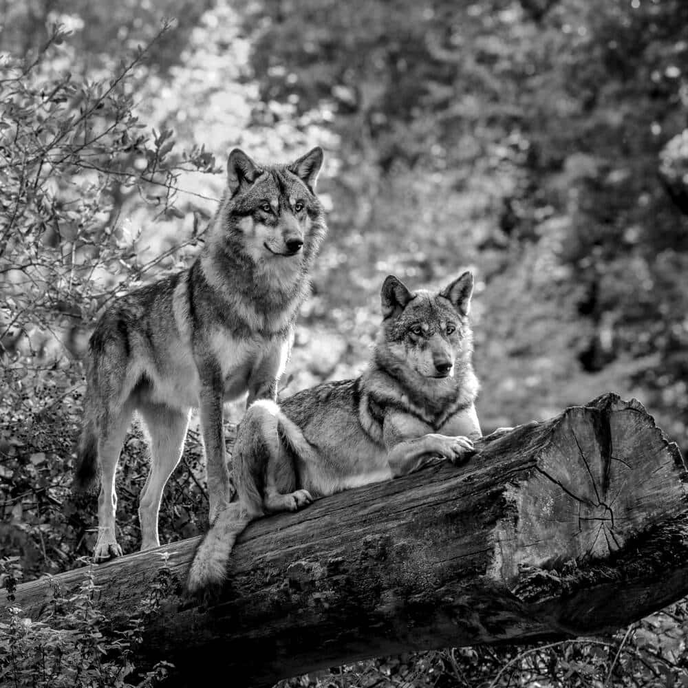 wolf photography, black and white, forest, SD Desktop Wallpaper