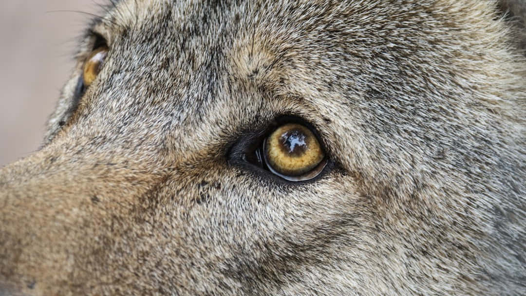 wolf eyes, amber eye, textured gray fur, SD Desktop Wallpaper