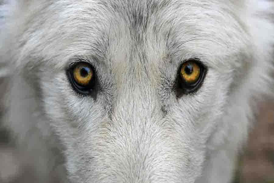 wolf eyes, white wolf, amber eyes, SD Desktop Wallpaper