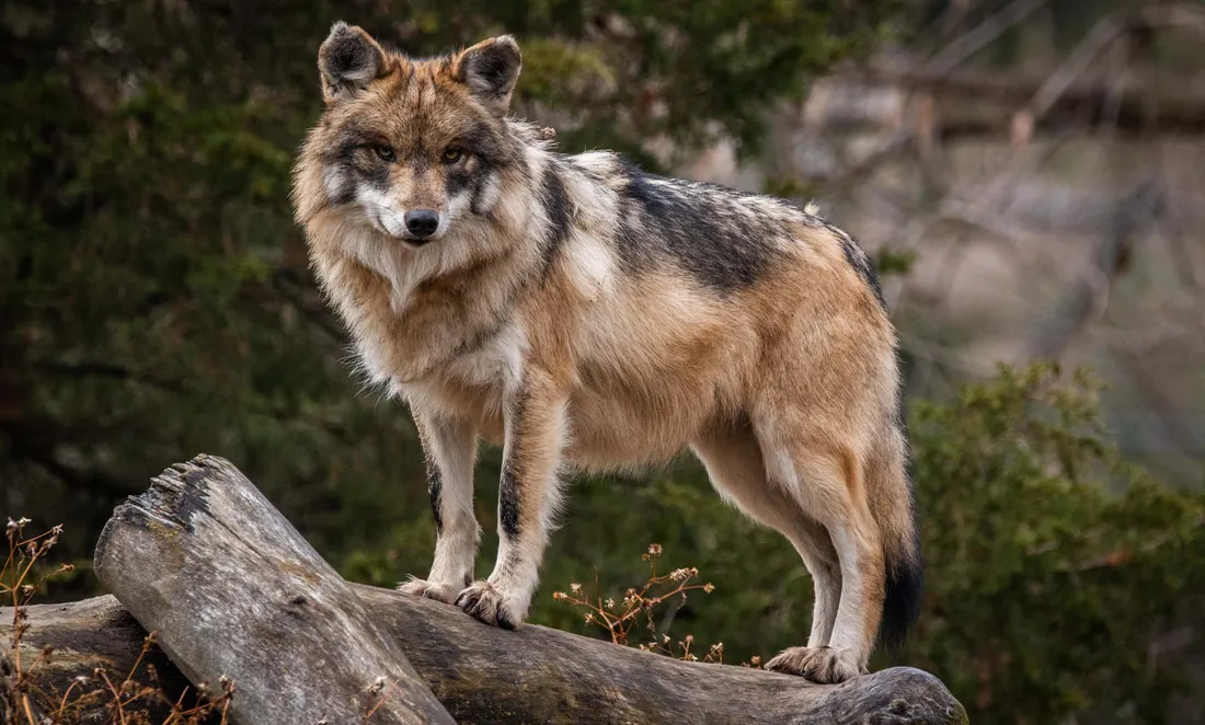 Wolf Predator