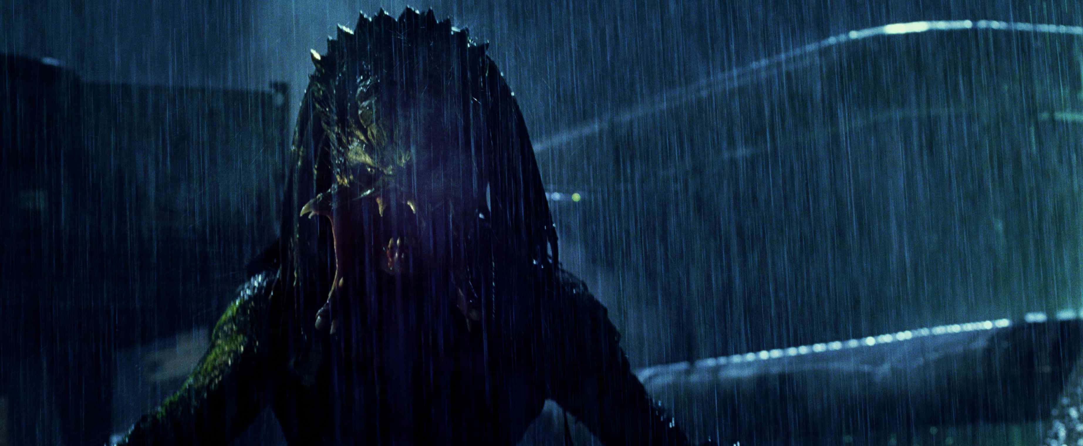 Wolf Predator, Predator, heavy rain, 2K Desktop Wallpaper
