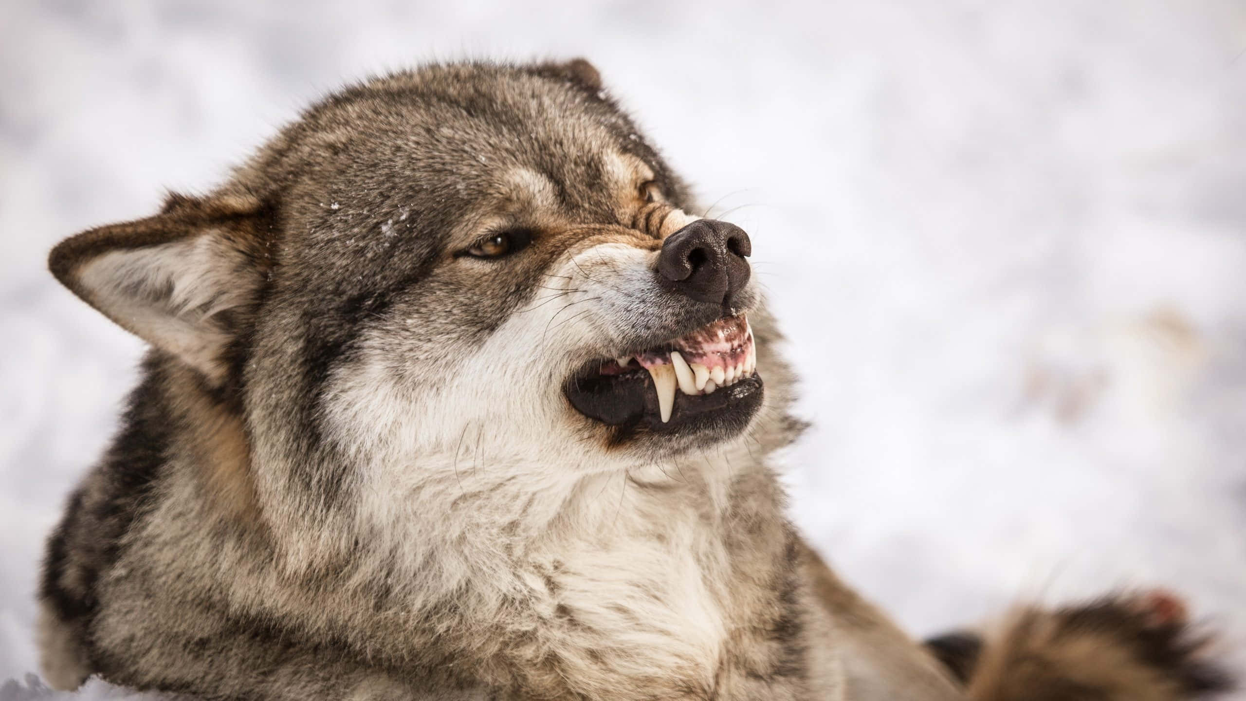 angry wolf, gray wolf, snowy landscape, 2K Desktop Wallpaper