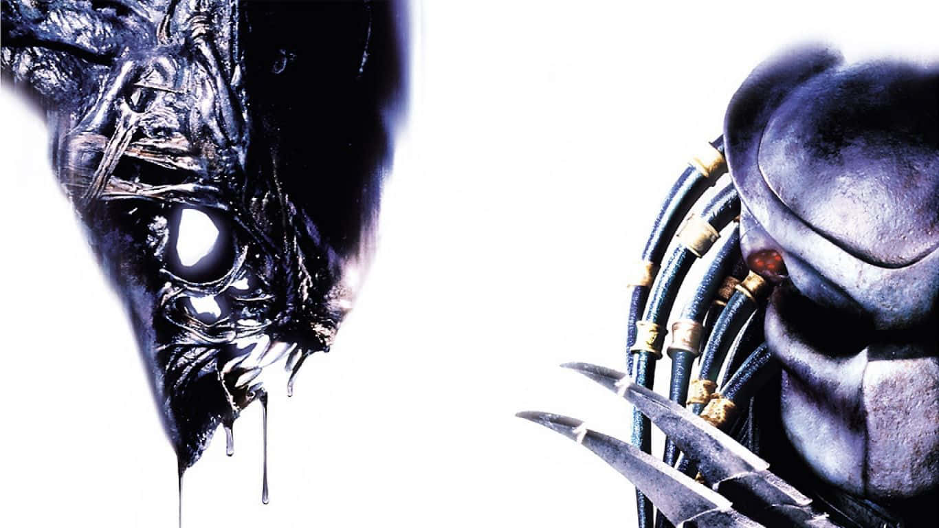 Wolf Predator, 1366 x 768, stark white background, HD Desktop Wallpaper