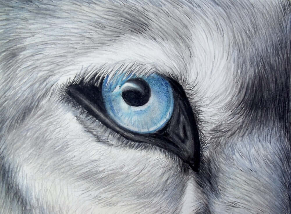 wolf, blue eye, gray fur, SD Desktop Wallpaper