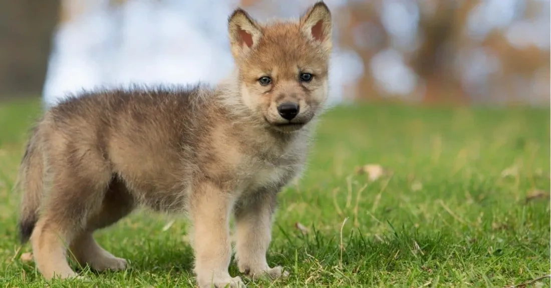 Wolfdog