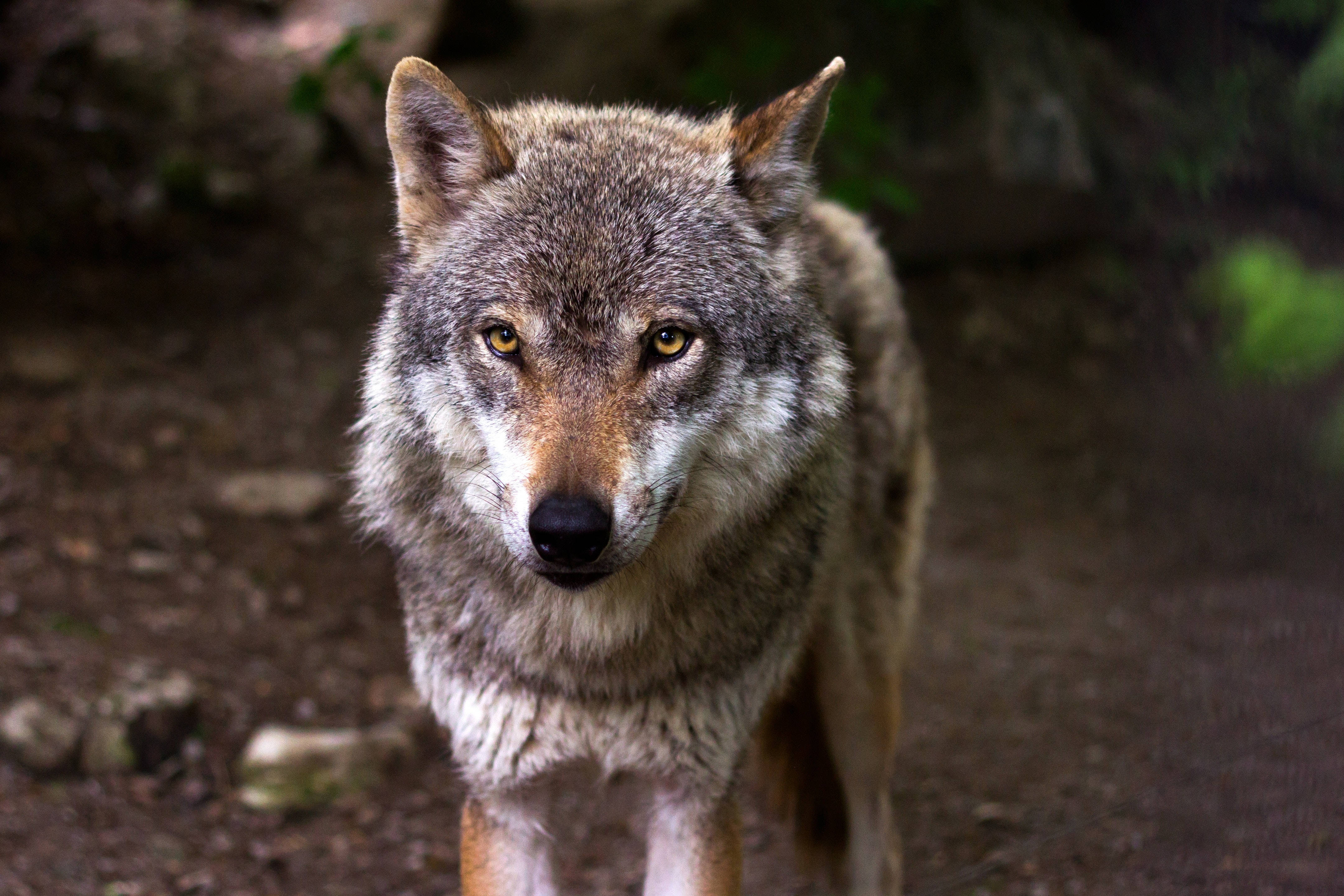menacing midnight wolf, amber eyes, forest floor, 4K Desktop Wallpaper