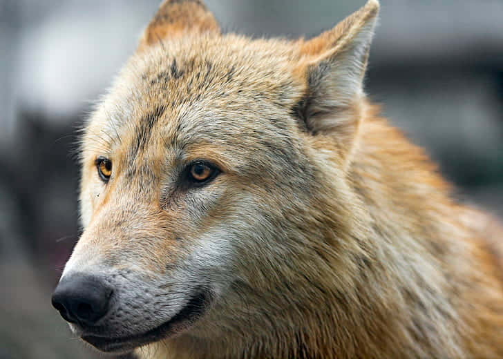 attentive beige wolf, amber eyes, golden-brown fur, SD Desktop Wallpaper